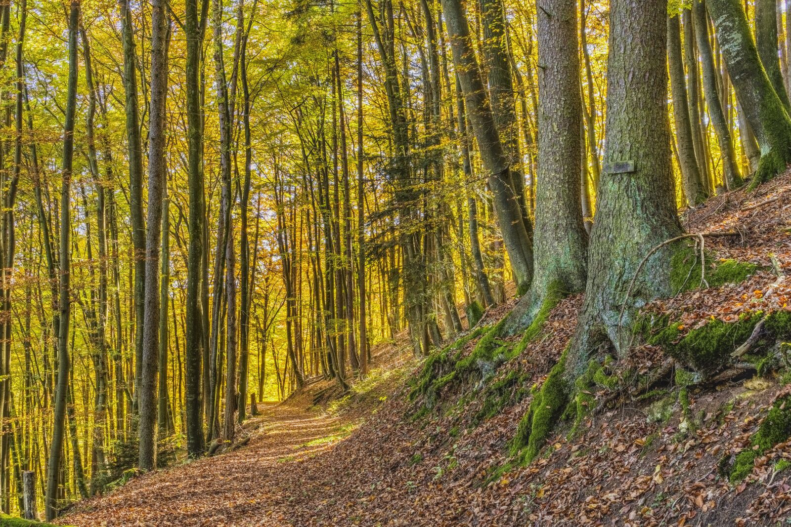 Sony a6300 + Sigma 30mm F2.8 EX DN sample photo. Hiking, trail, forest photography