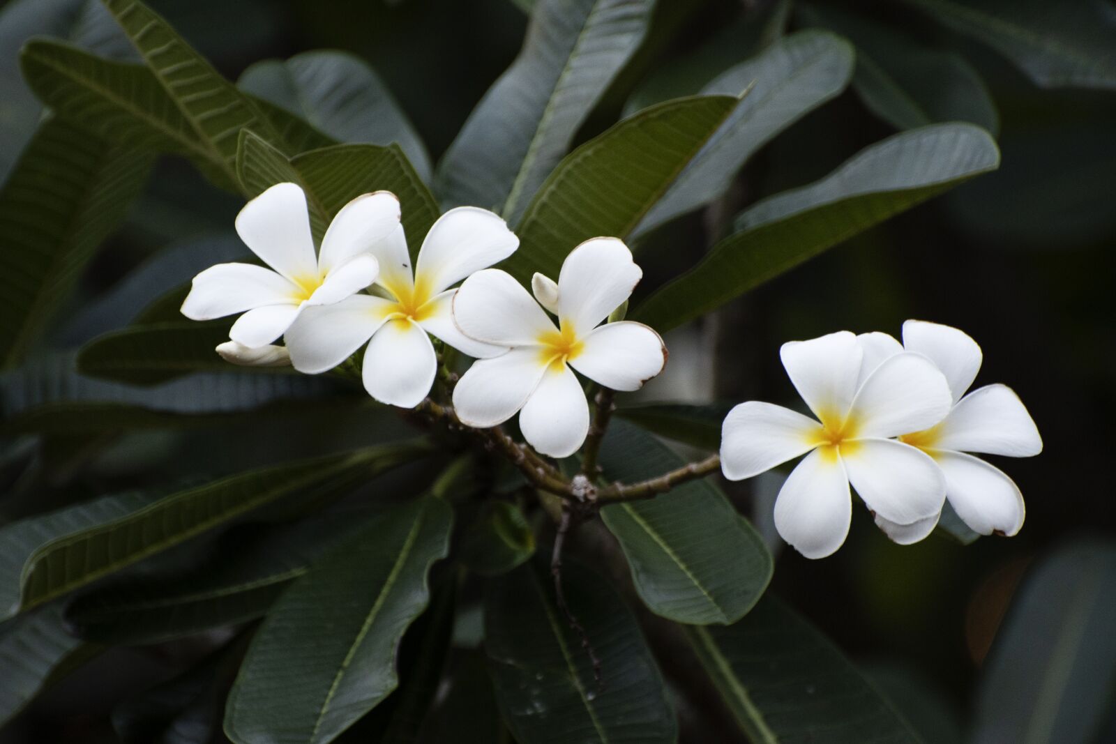 Nikon D7500 sample photo. Flowers, white flowers, leaves photography