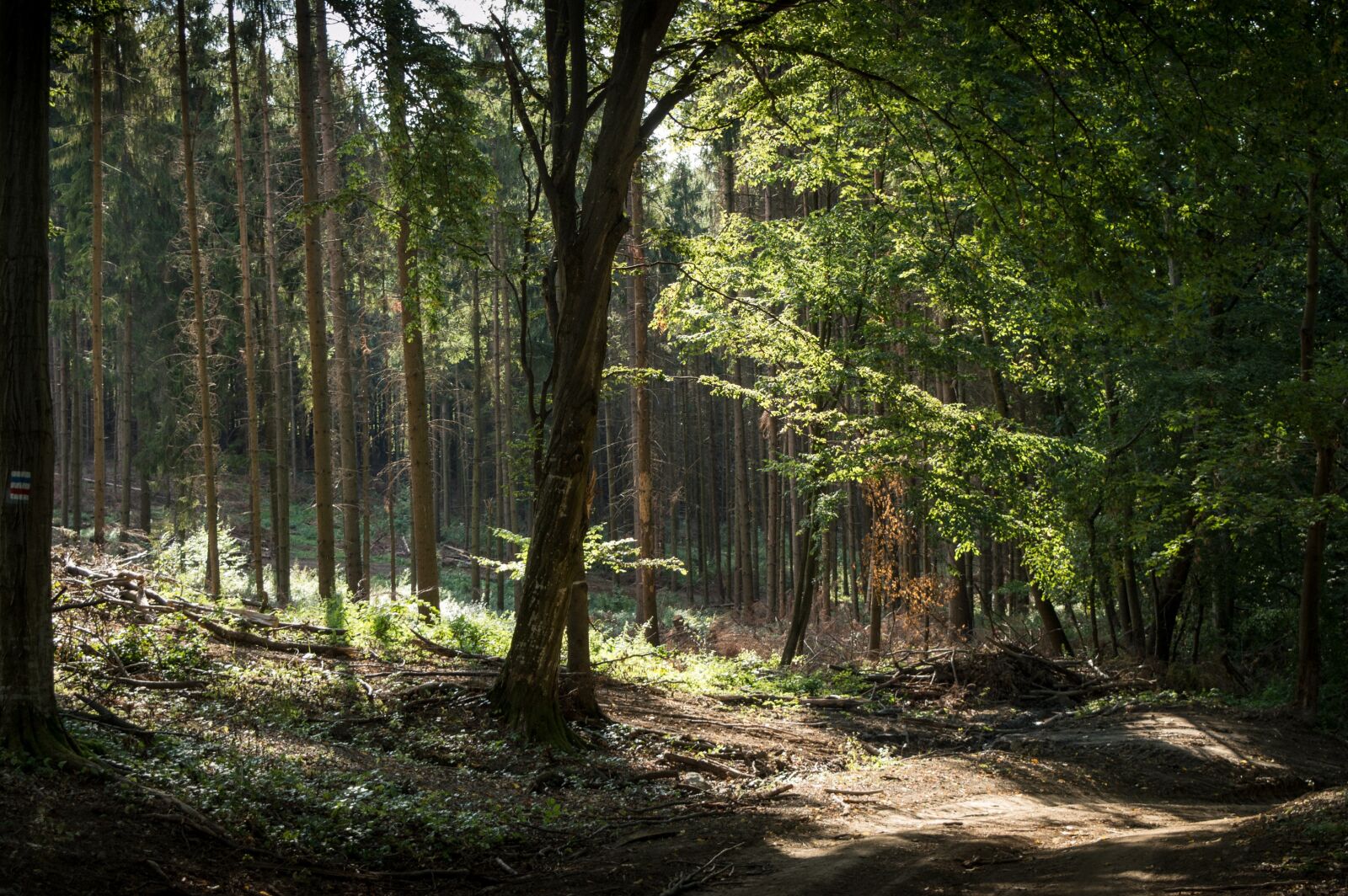 Nikon D3200 sample photo. Bükk, forest, tree photography