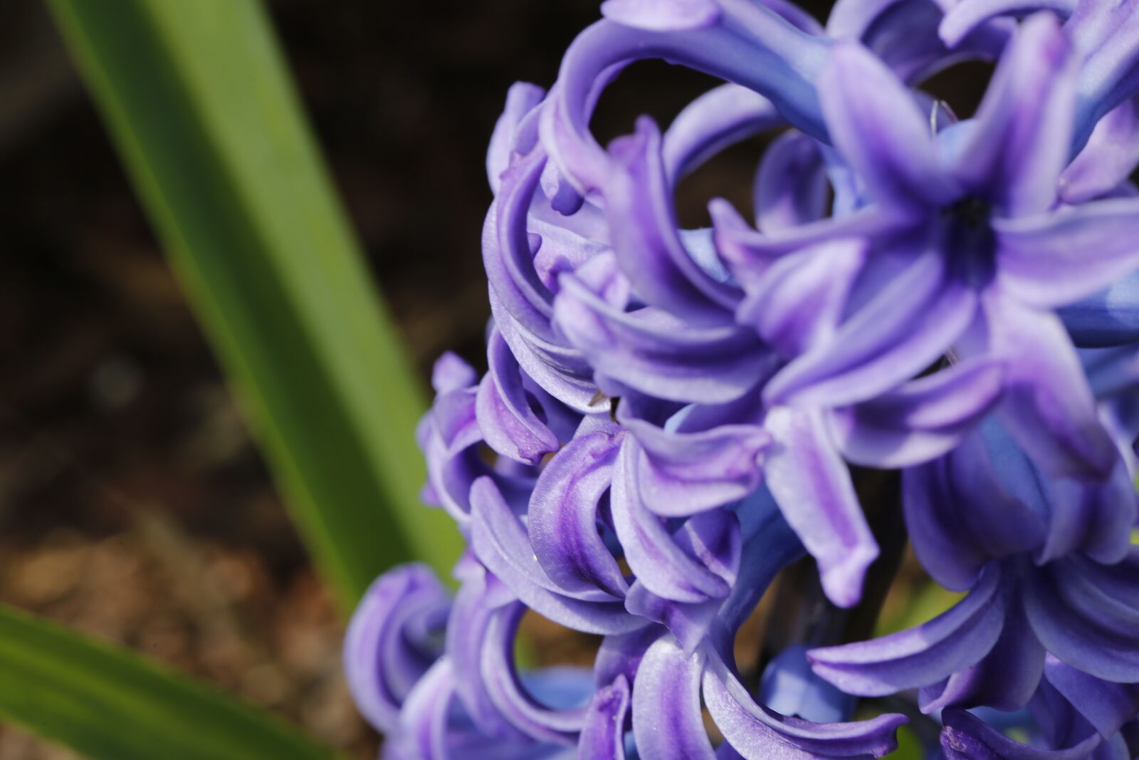 Canon EF 100mm F2.8L Macro IS USM sample photo. Flower, spring, nature photography