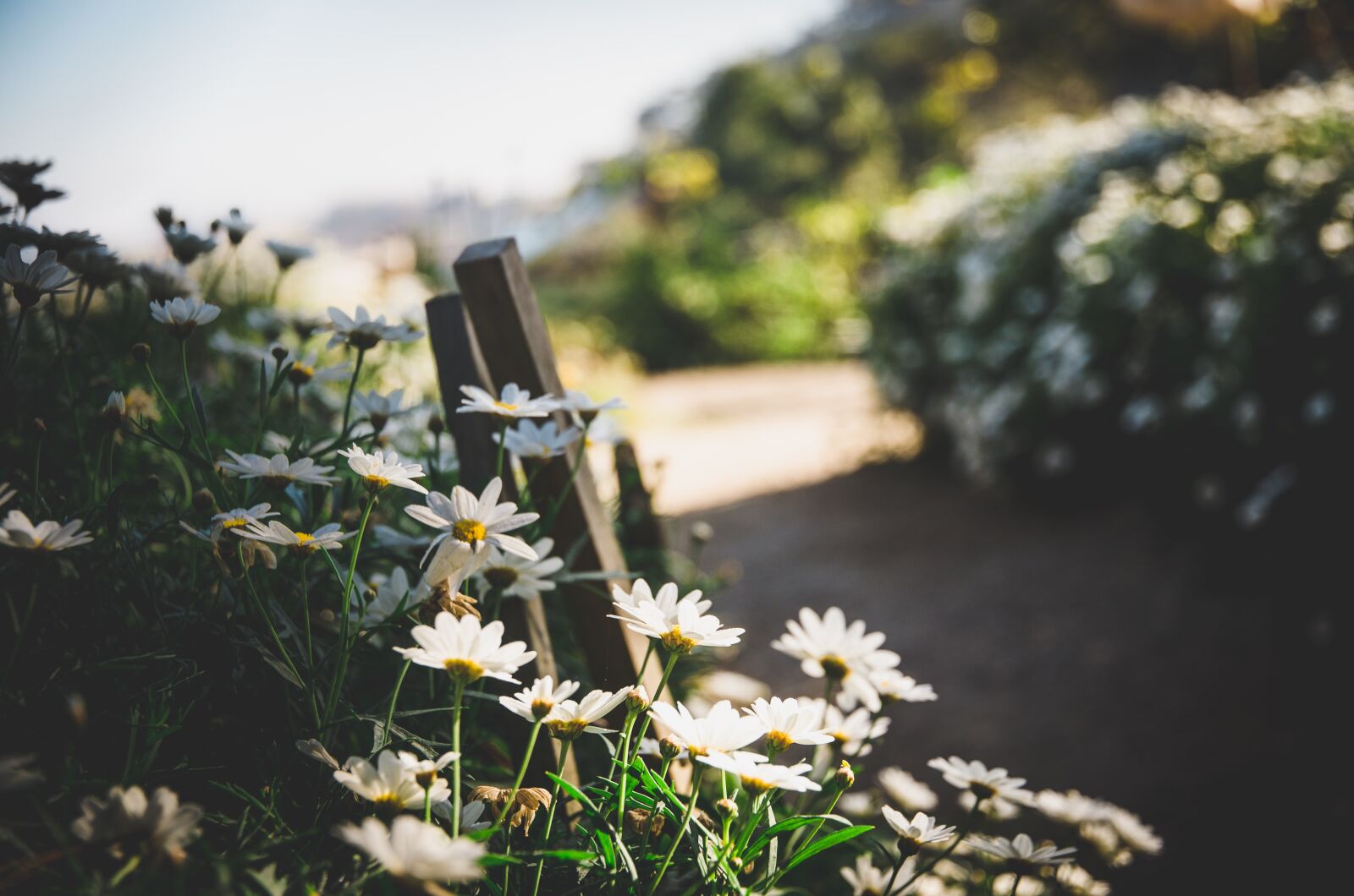Nikon D7000 sample photo. Flowers, travel, nature photography