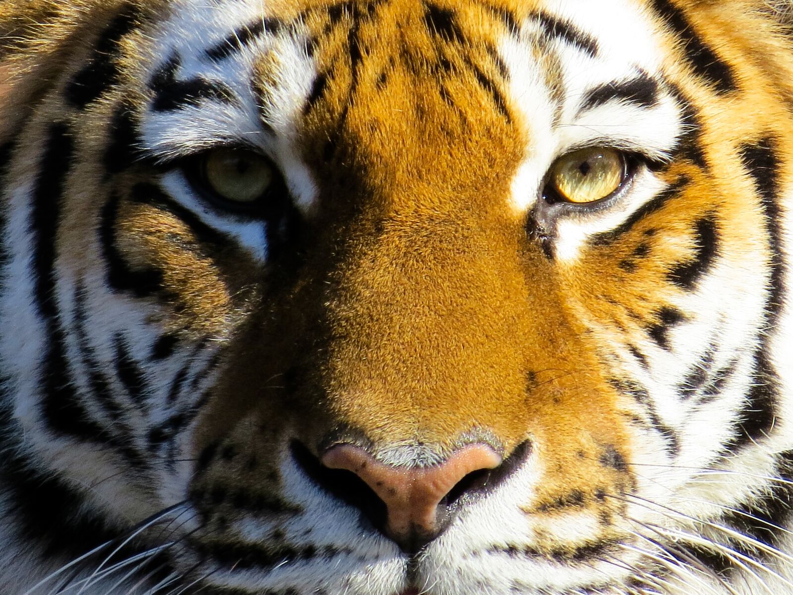 Canon PowerShot SX50 HS sample photo. Animal, tiger, big cat photography