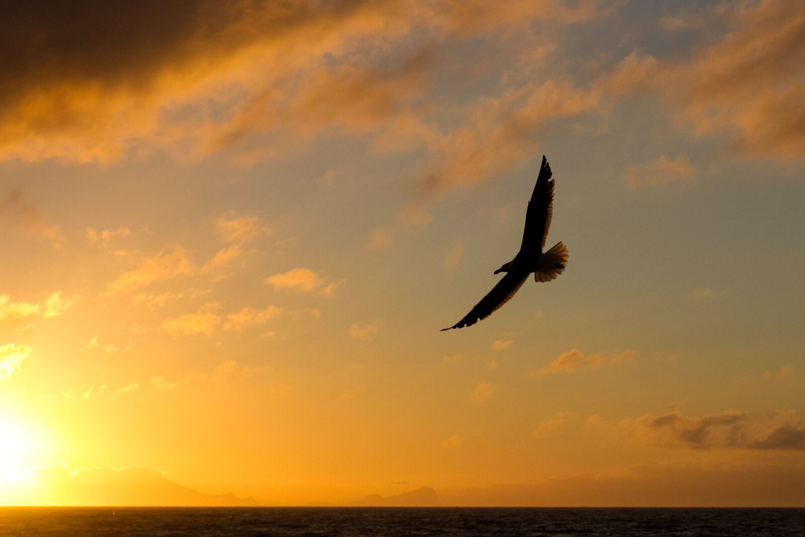 Canon EF 50mm F2.5 Macro sample photo. Seagull, flight, sunrise photography