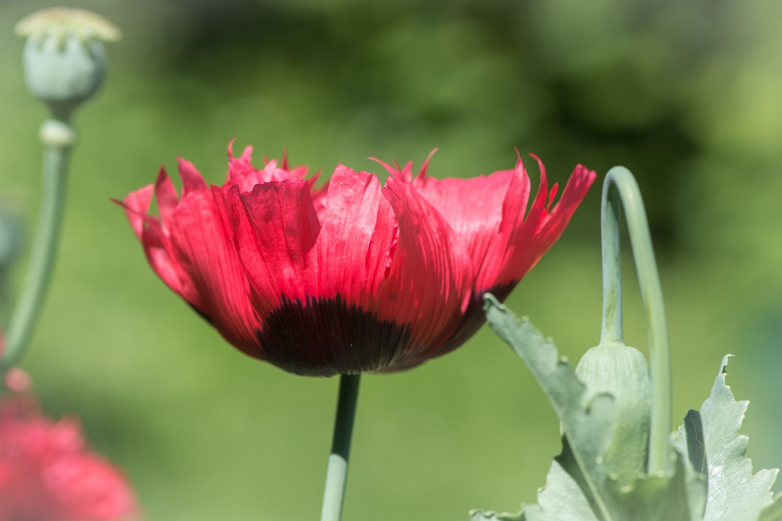 Nikon D7100 sample photo. Poppy, red, red poppy photography