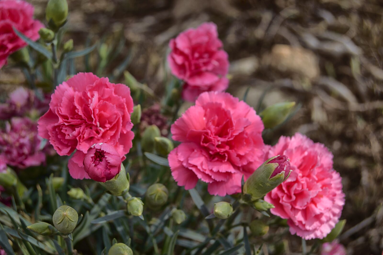 Nikon D3200 sample photo. Flower, carnation, pink carnation photography