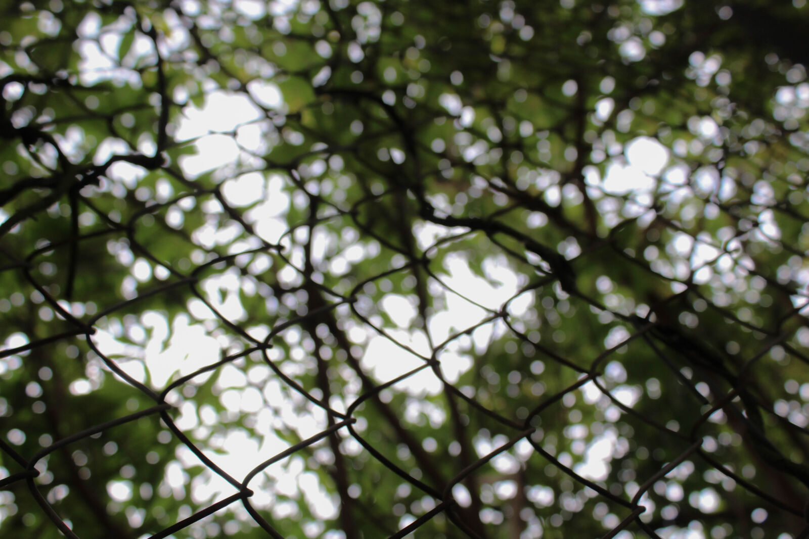 Canon EOS 1200D (EOS Rebel T5 / EOS Kiss X70 / EOS Hi) sample photo. Branch, chain, link, fence photography