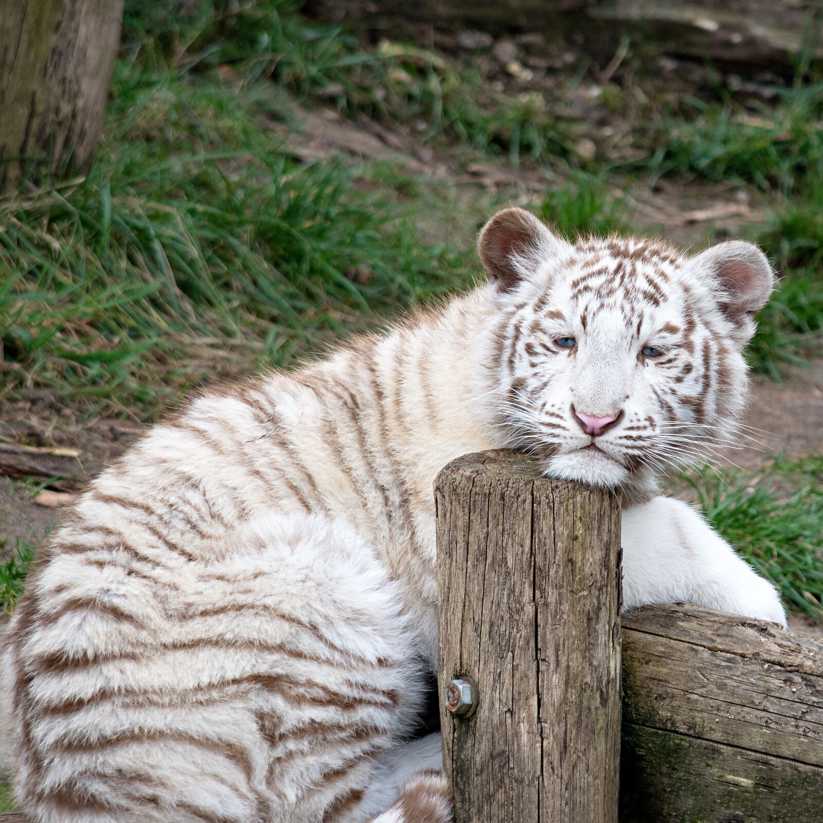 Nikon D5200 sample photo. Animal, tiger, white tiger photography