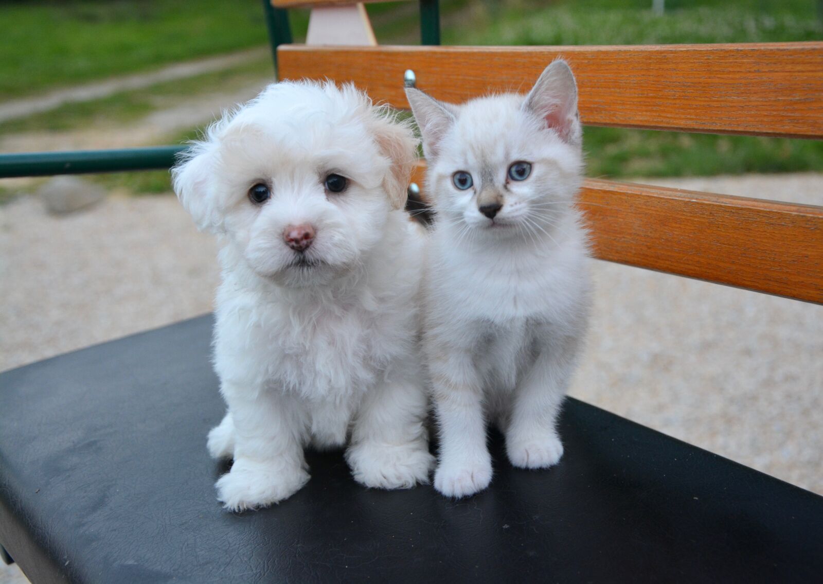 Nikon D5200 sample photo. Dog cat, puppy, kitten photography