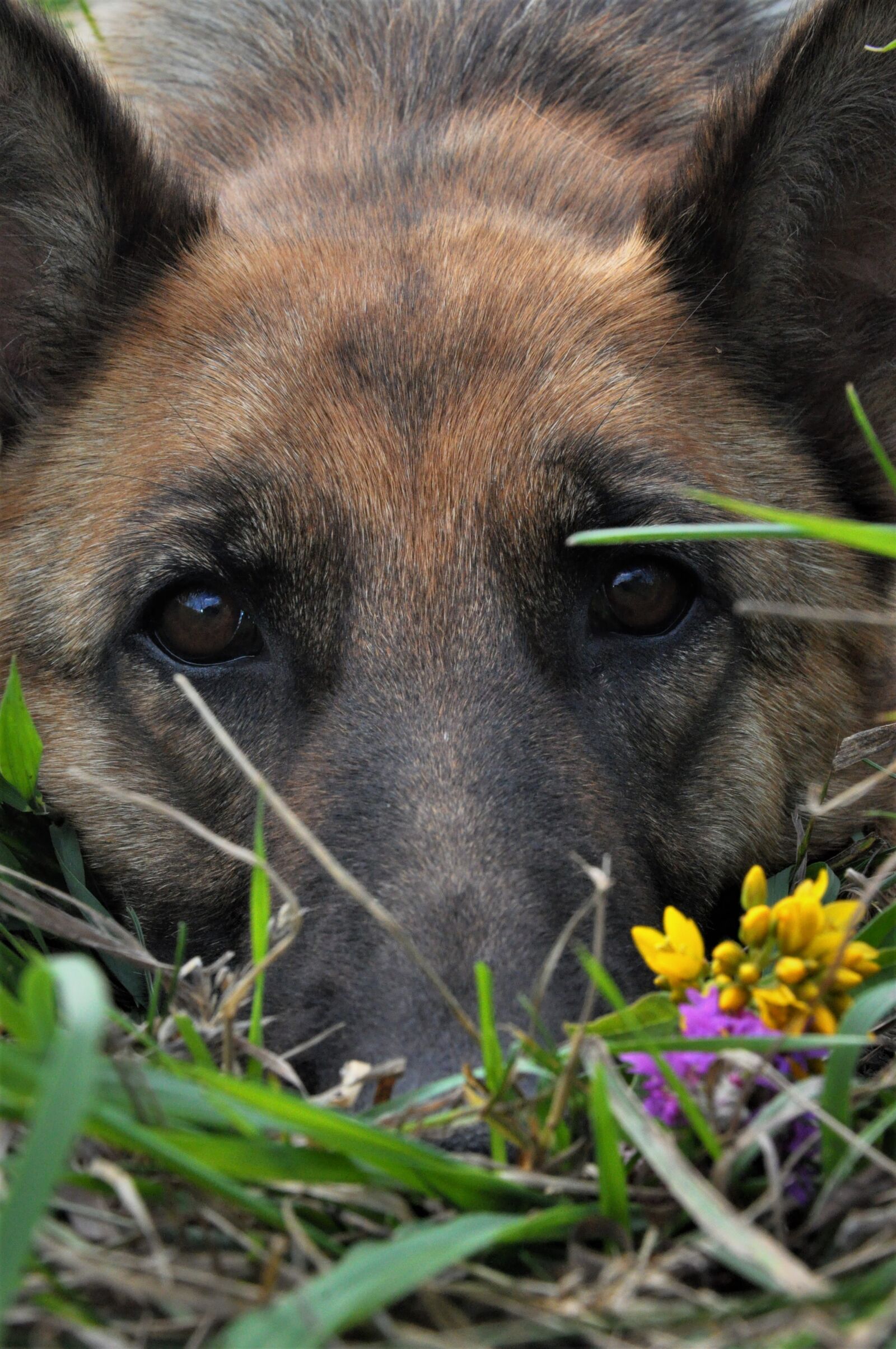 Nikon D90 sample photo. Dog, training, home photography