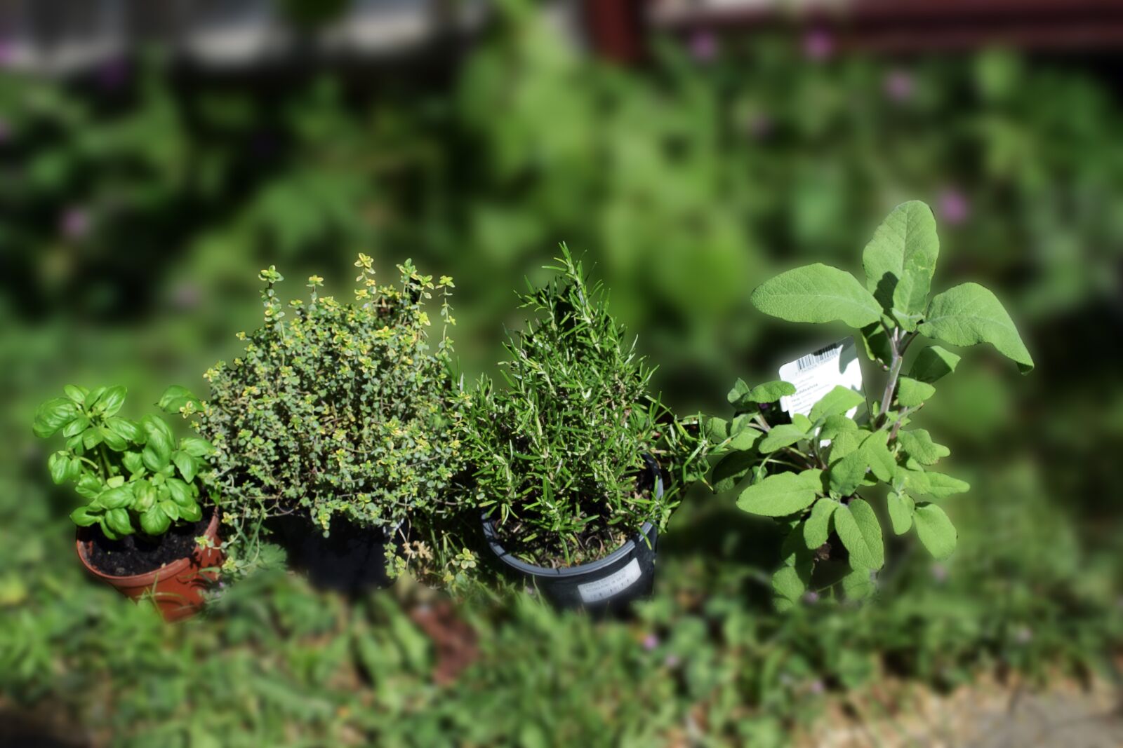 Nikon D5300 sample photo. Herbs, herbs, it features photography