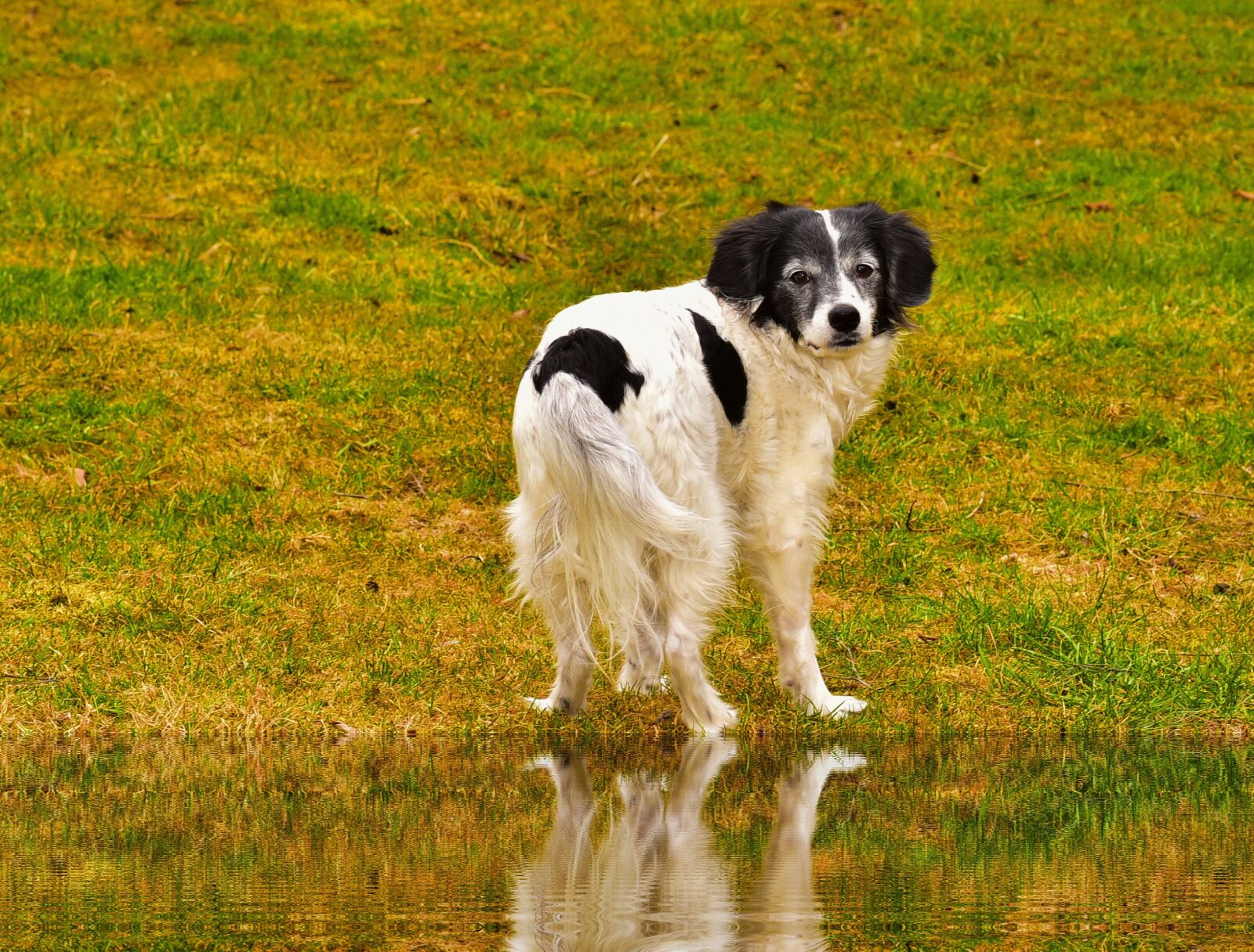Nikon D750 sample photo. Dog, mammal, animal photography