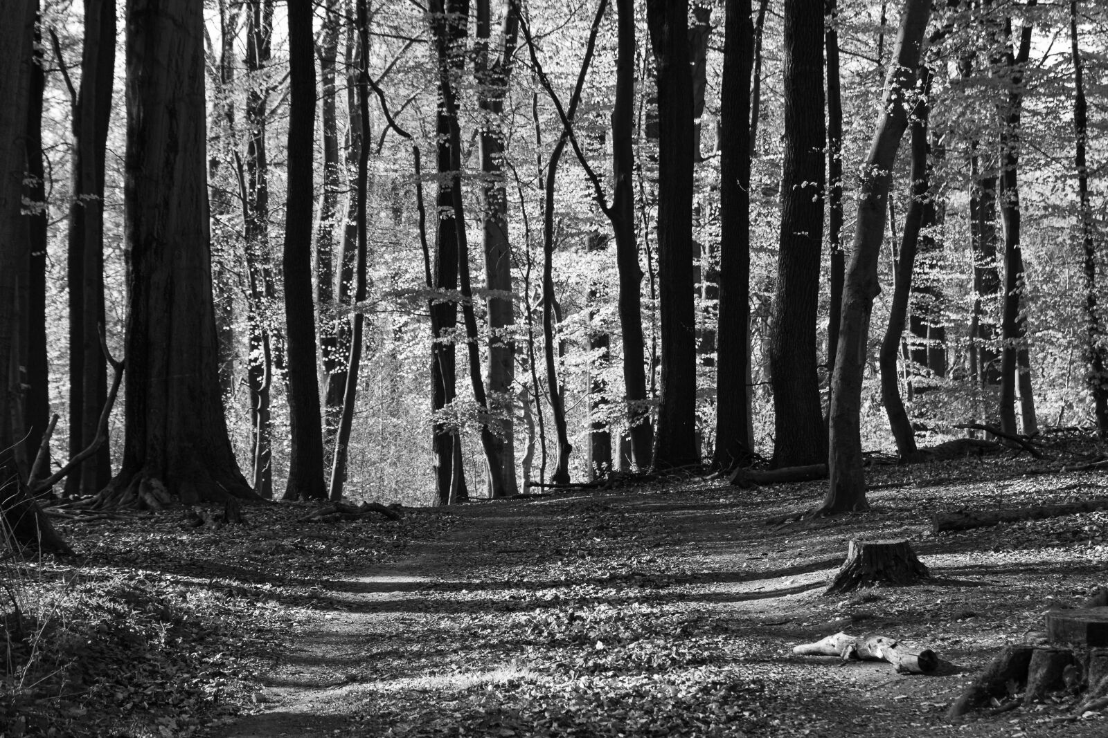 Canon EOS 70D sample photo. Forest, trees, nature photography