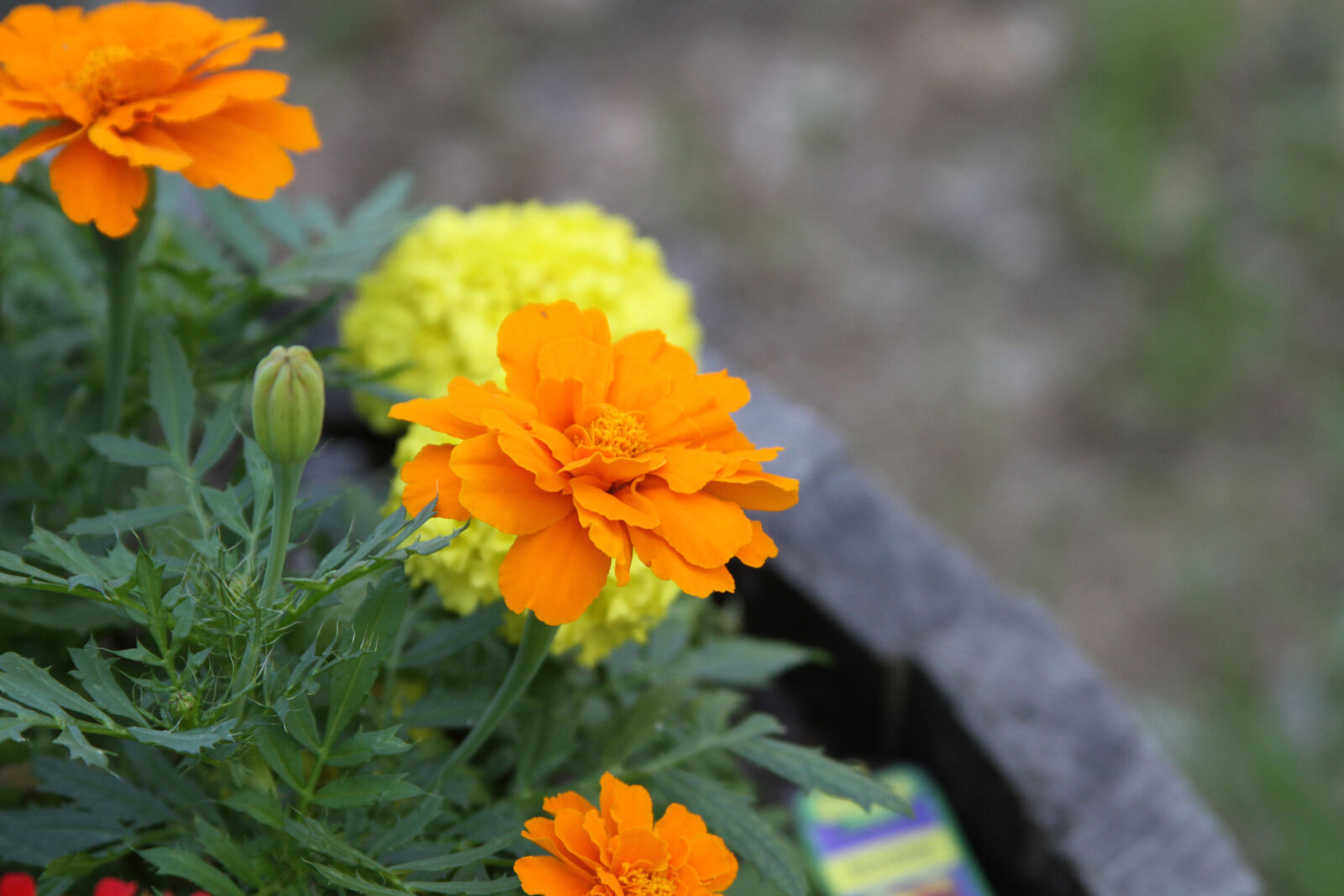 Canon EOS 7D + Canon EF 28-135mm F3.5-5.6 IS USM sample photo. Flowers, marigold photography