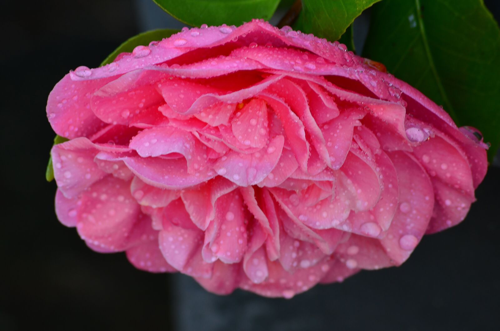 Nikon D7000 sample photo. Pink flower, bloom, flower photography