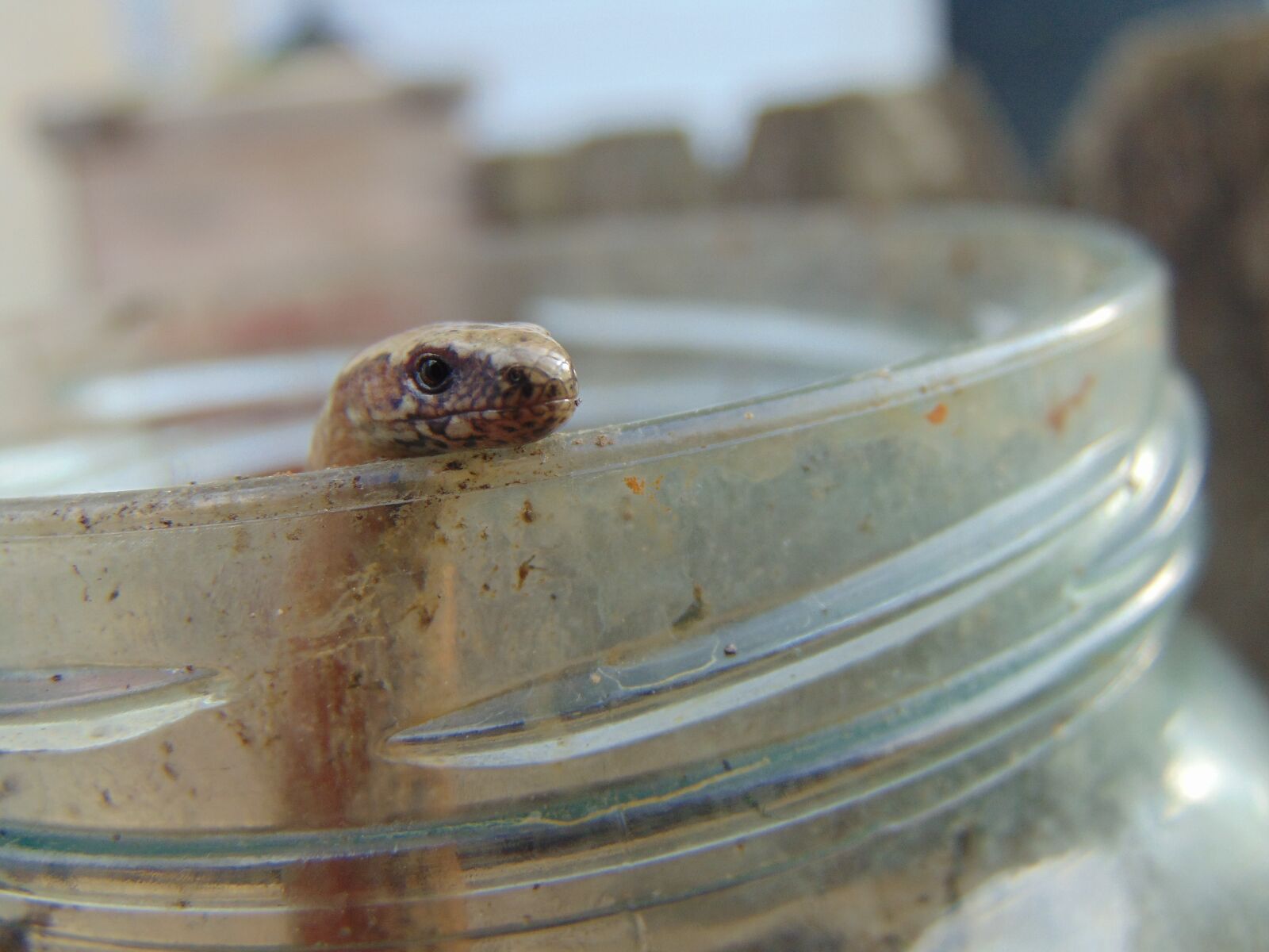 Sony Cyber-shot DSC-H300 sample photo. Slow worm, jar, close-up photography