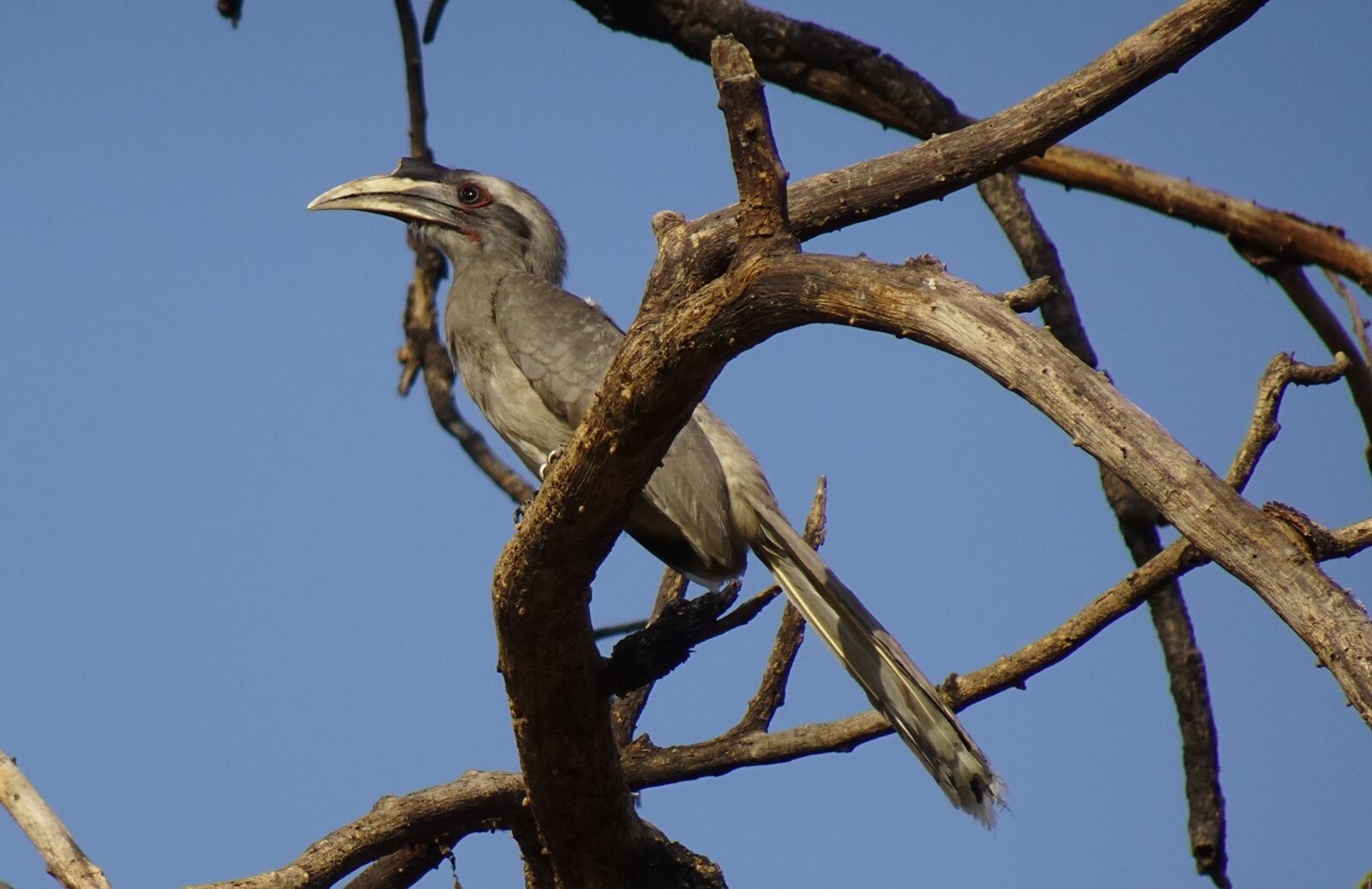 Sony DSC-WX800 sample photo. Bird, hornbill, indian grey photography