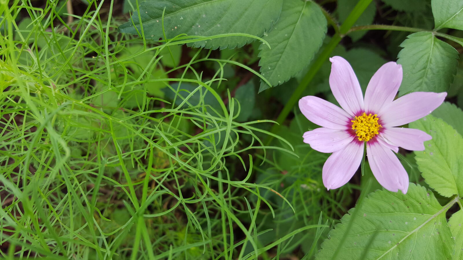 Samsung Galaxy S6 sample photo. Flower, grass, green, pink photography