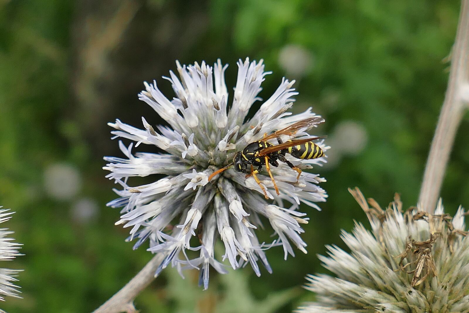 Panasonic Lumix DMC-FZ1000 sample photo. Diestel, insect, close up photography