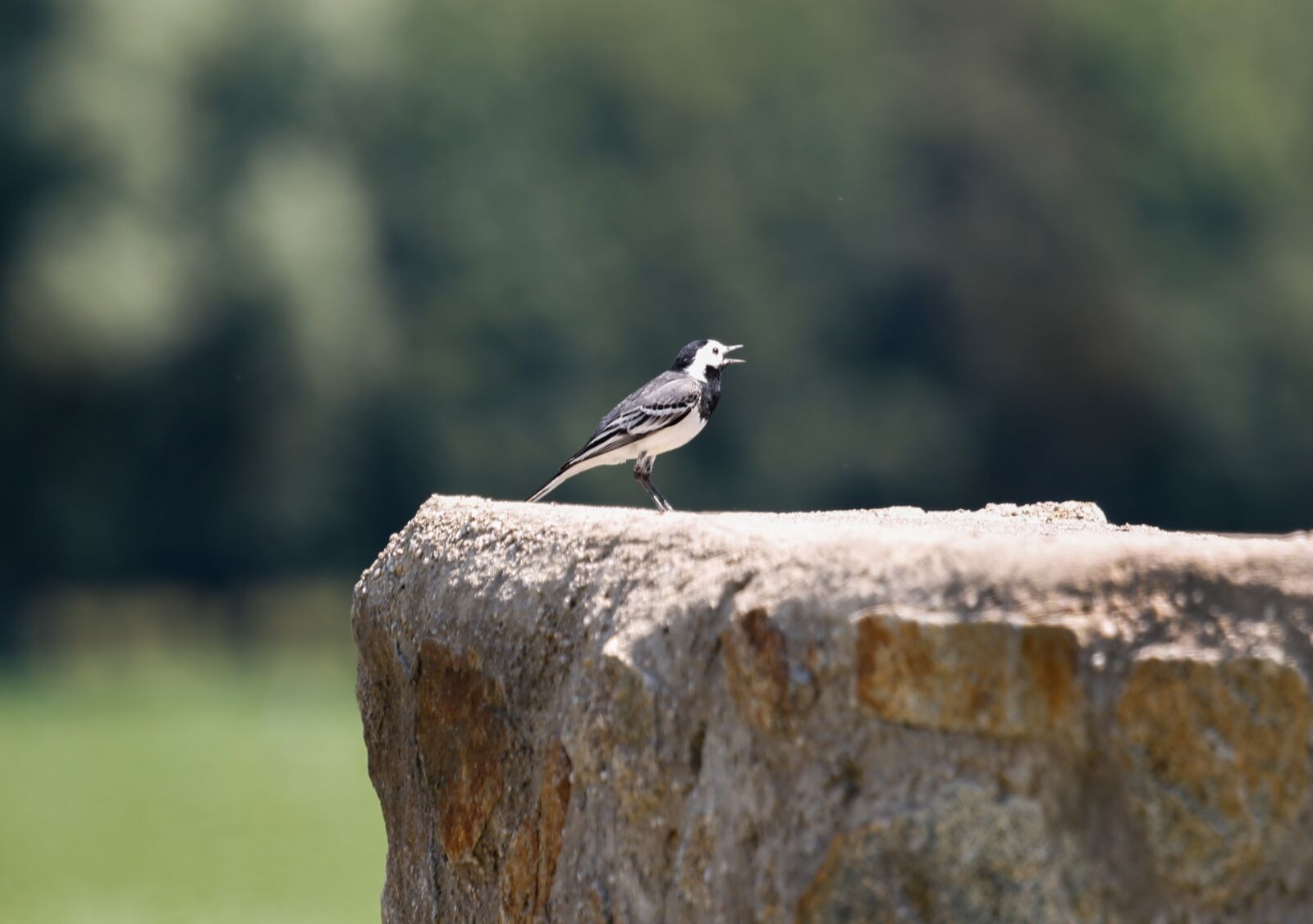 Canon EF 100-400mm F4.5-5.6L IS USM sample photo. White wagtail, bird, wall photography