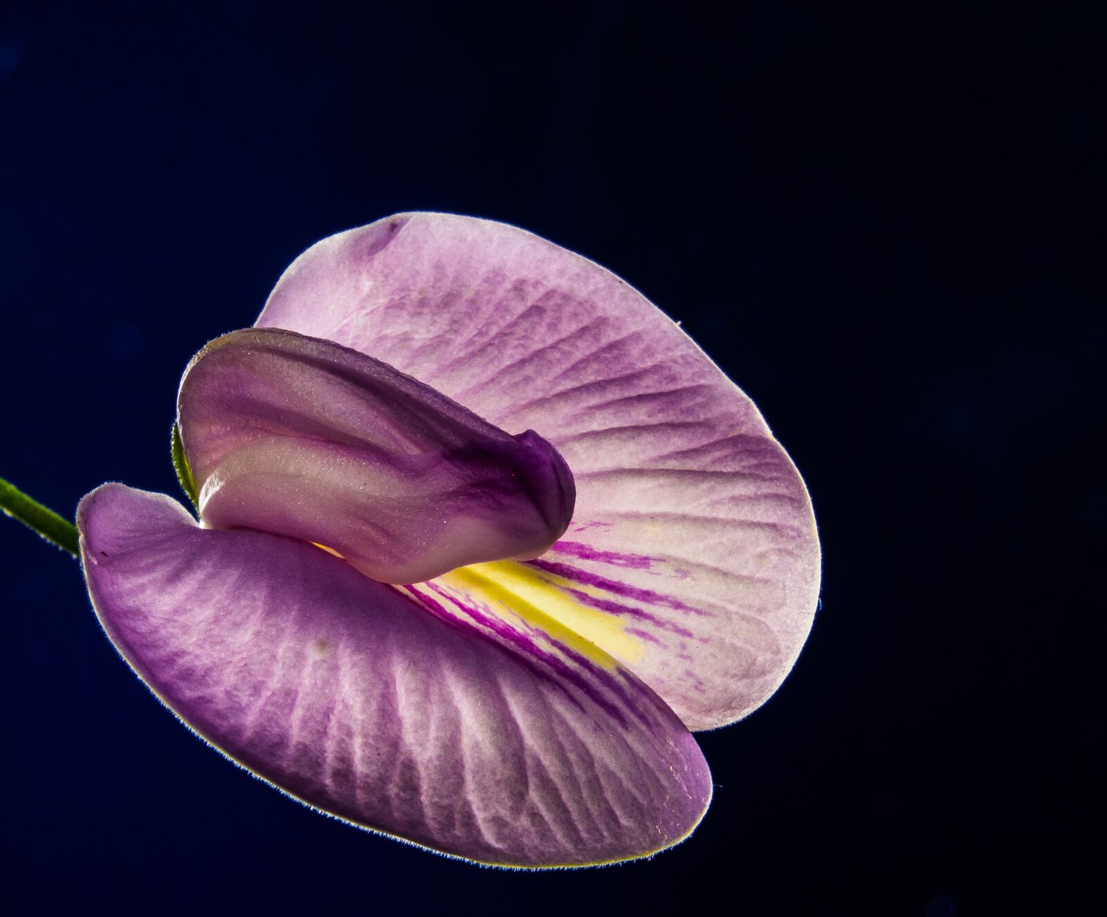 Fujifilm X-S1 sample photo. Small flower, flower, violet photography