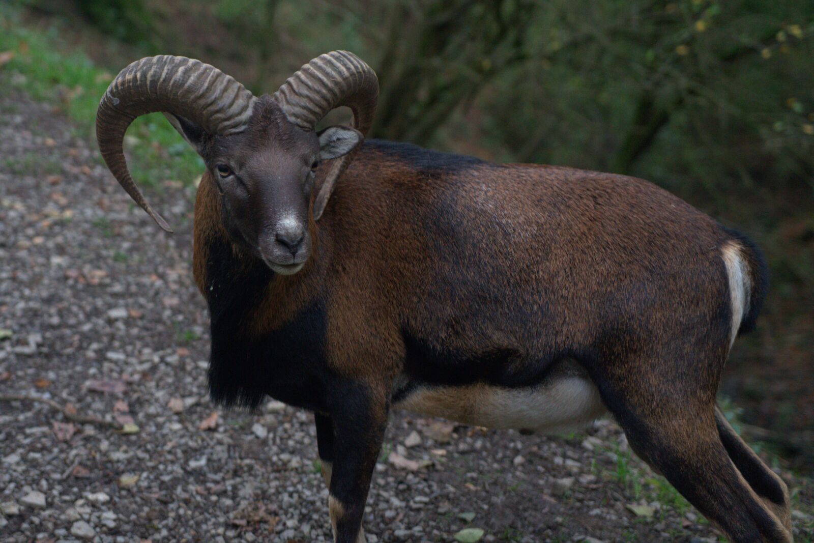 Sony a7 II + Sony Vario Tessar T* FE 24-70mm F4 ZA OSS sample photo. Capricorn, horns, animal photography