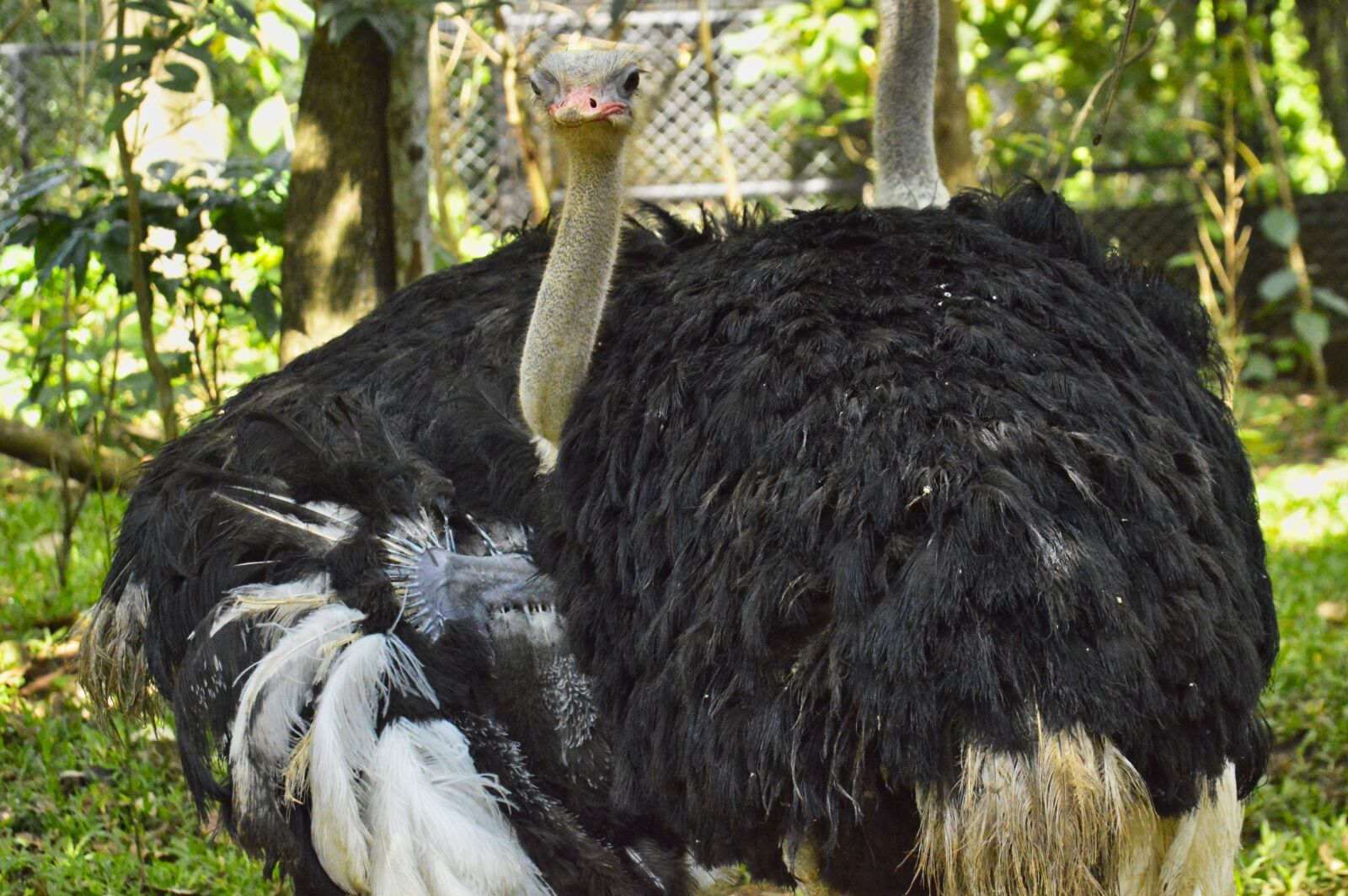 Nikon D3200 sample photo. Ostrich, costa rica, ave photography