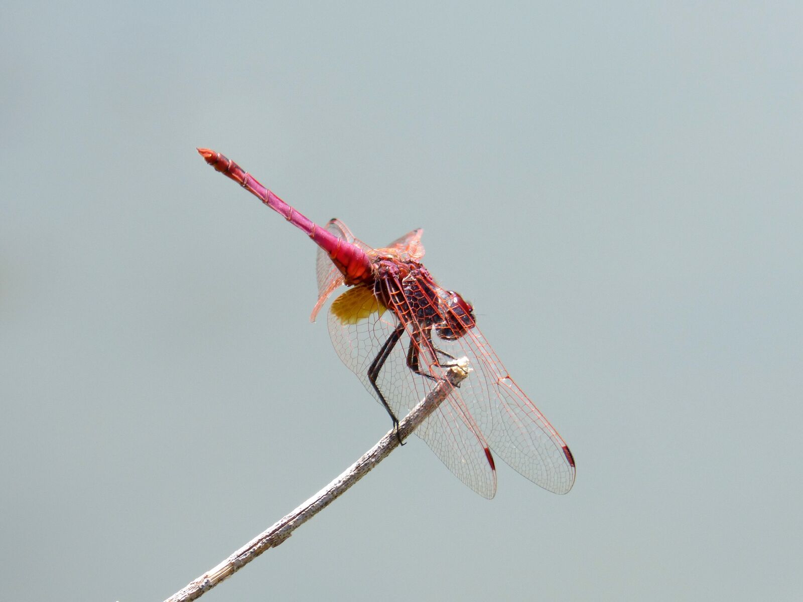 Panasonic DMC-FZ62 sample photo. Dragonfly, red dragonfly, branch photography