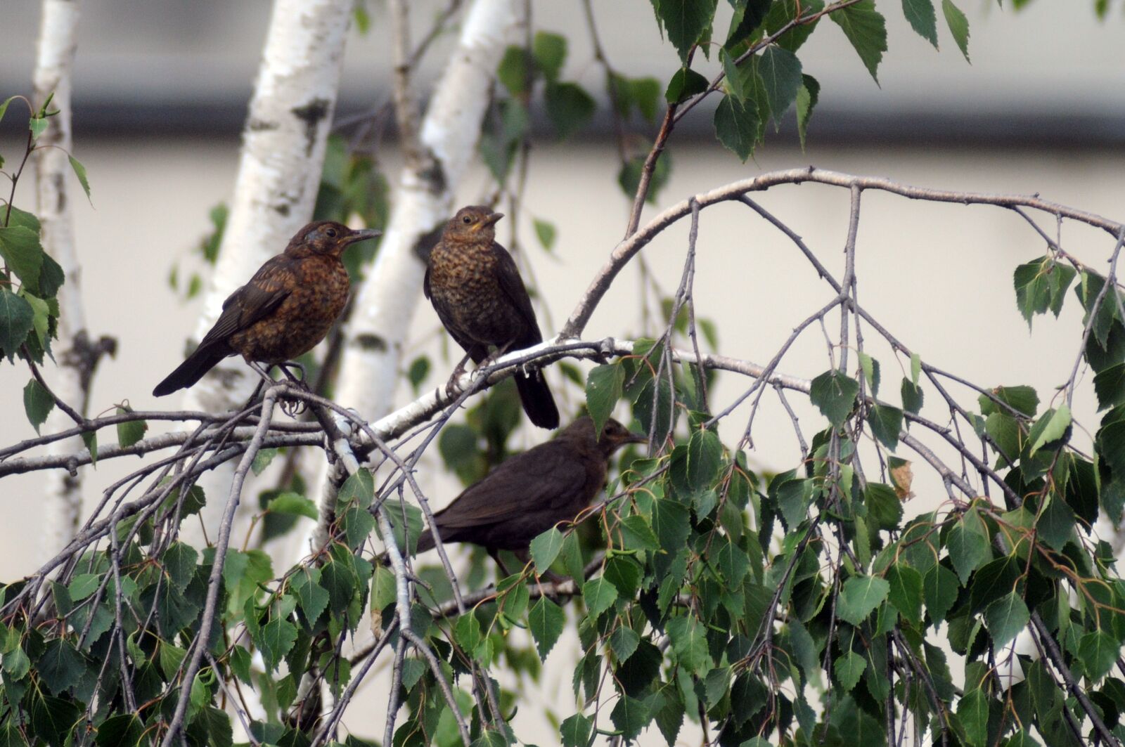 Nikon D300 sample photo. Birds, branch, sing photography