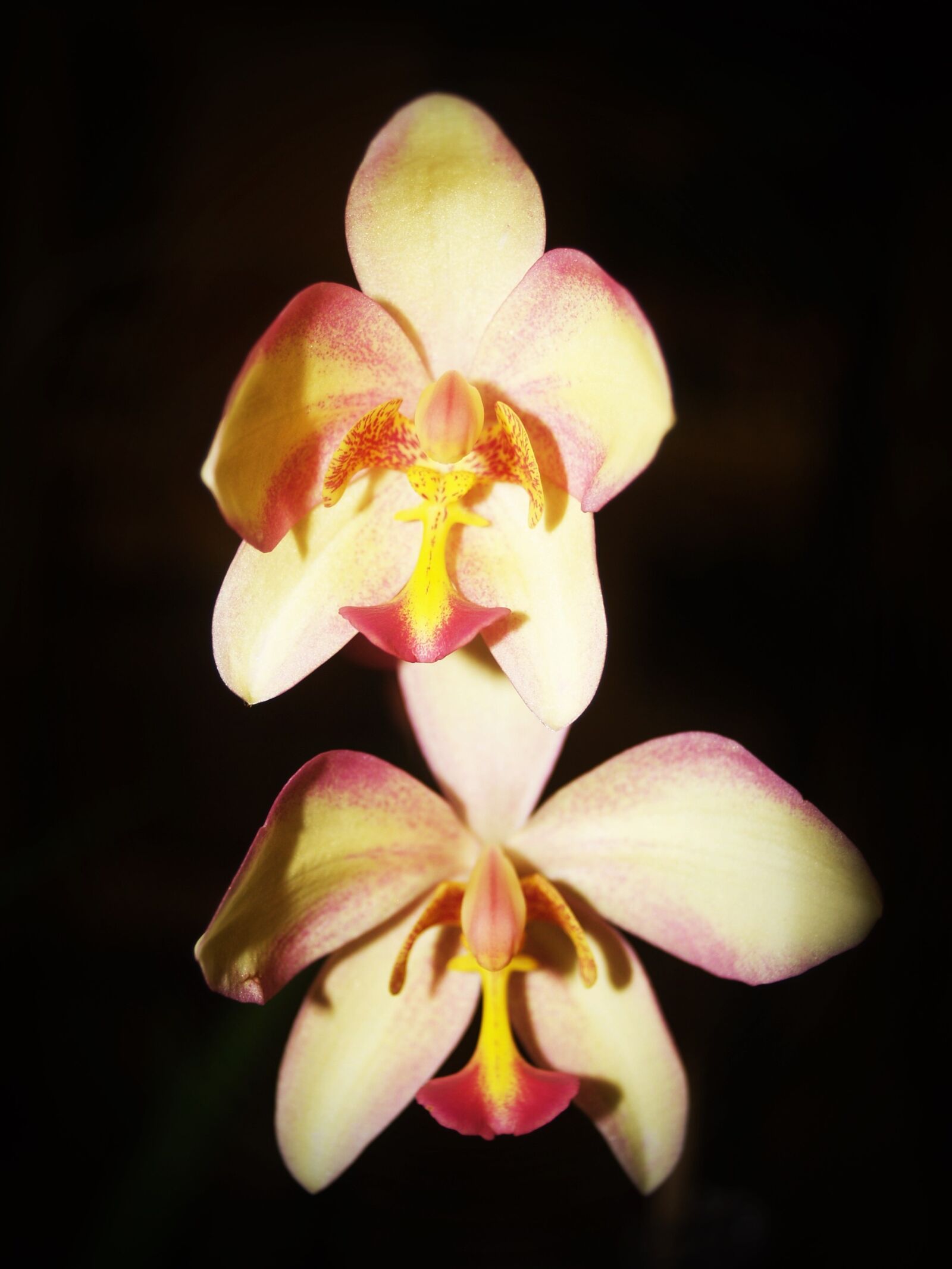 Olympus E-300 (EVOLT E-300) sample photo. Flower, orchid, tropical photography