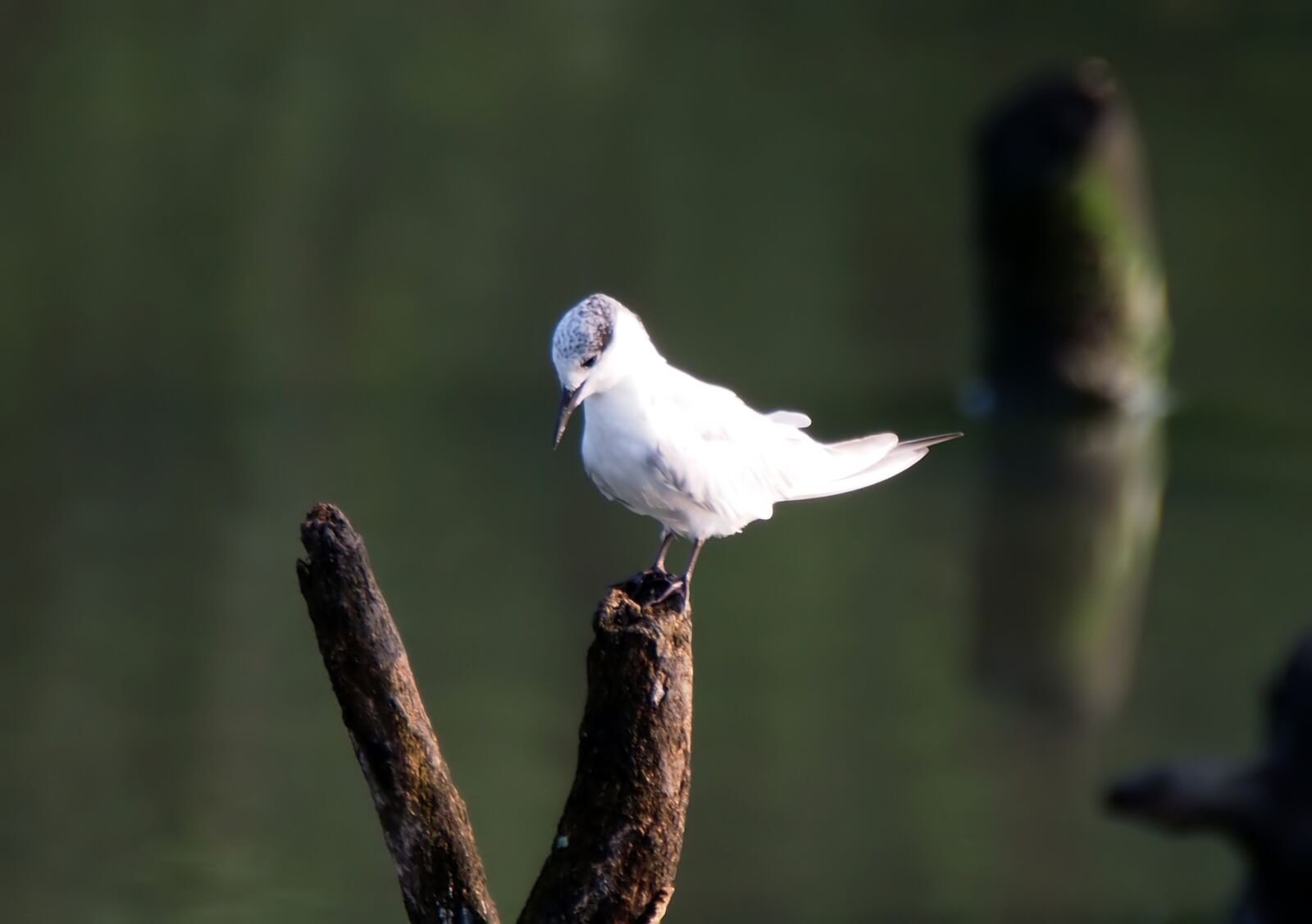 Olympus OM-D E-M1 sample photo. Little tern, perch, tree photography