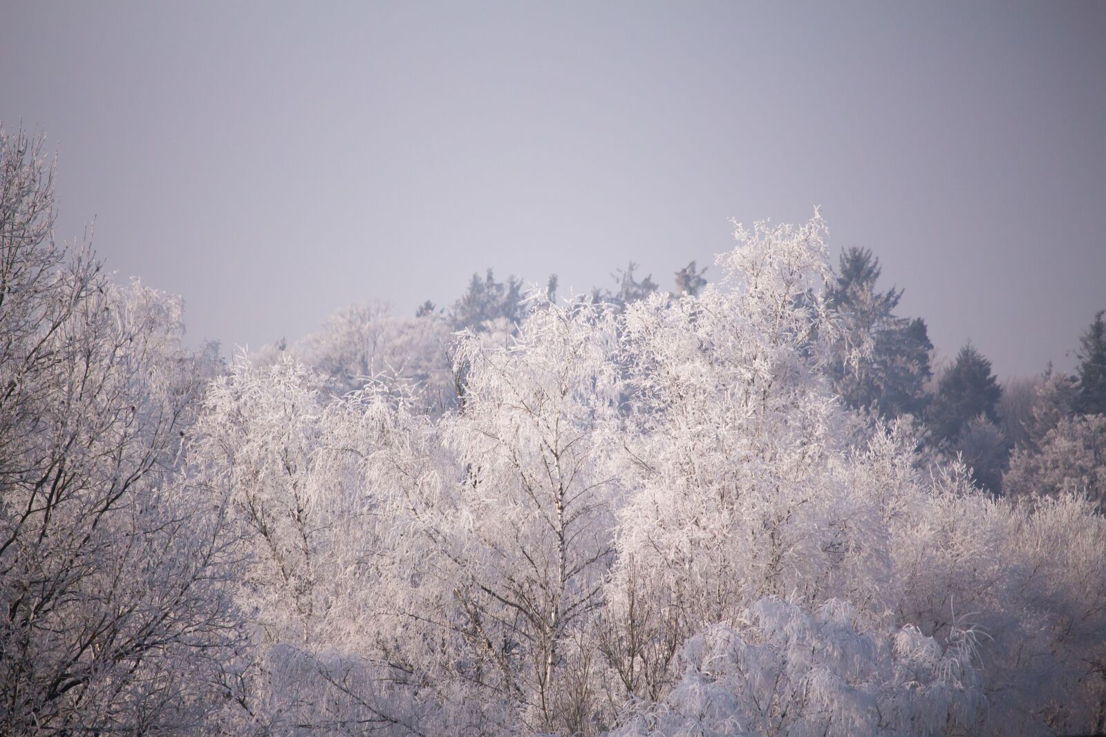 Canon EF-S 55-250mm F4-5.6 IS STM sample photo. Trees, frost, winter photography