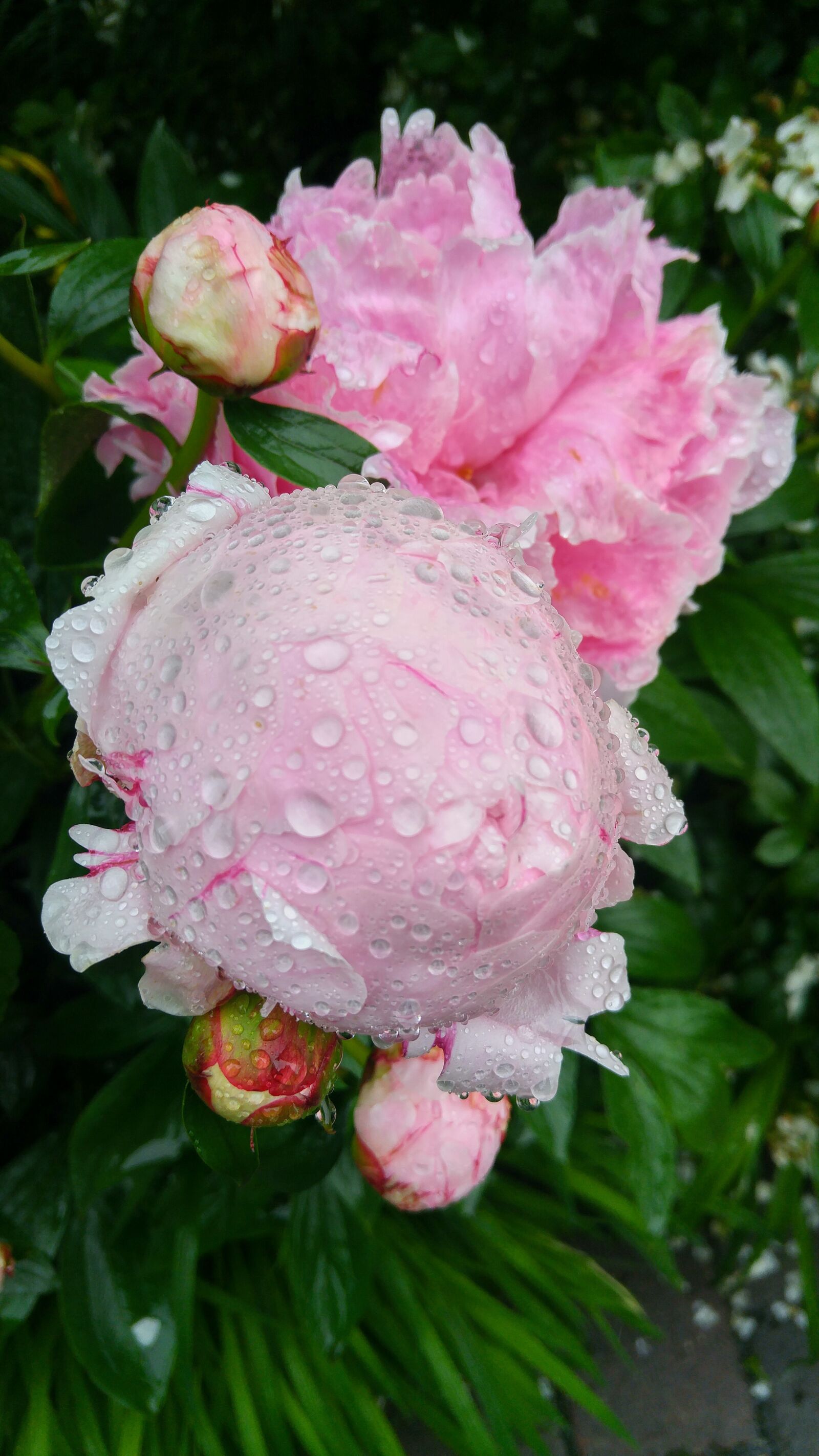LG H818P sample photo. Peony, raindrop, flower photography