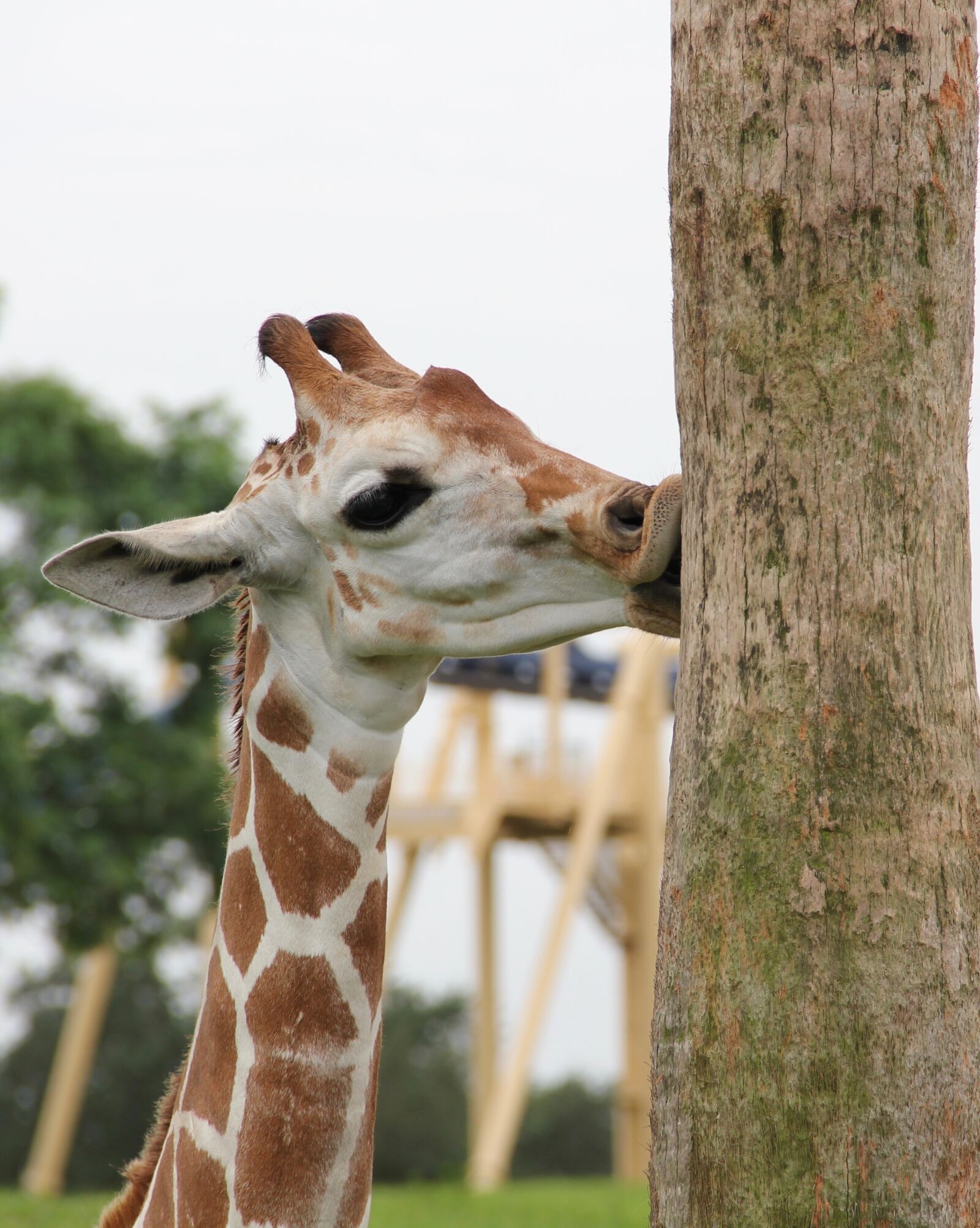 Canon EOS 550D (EOS Rebel T2i / EOS Kiss X4) sample photo. Giraffe, kiss, giraffe and photography
