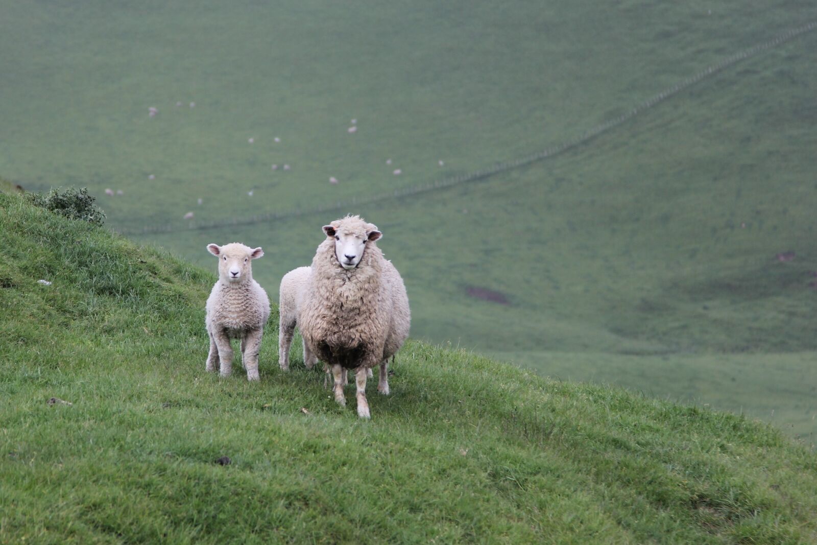 Canon EOS 60D sample photo. Sheep, ewe, lamb photography