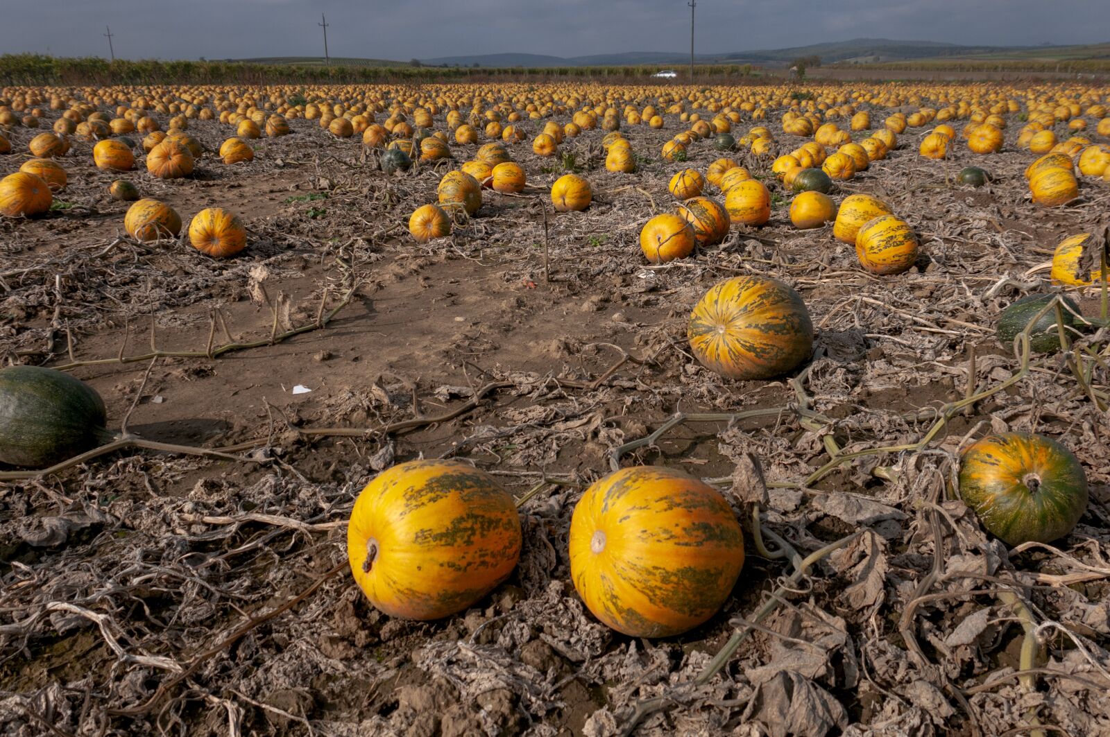 Nikon D300S sample photo. Field, pumpkin, autumn photography