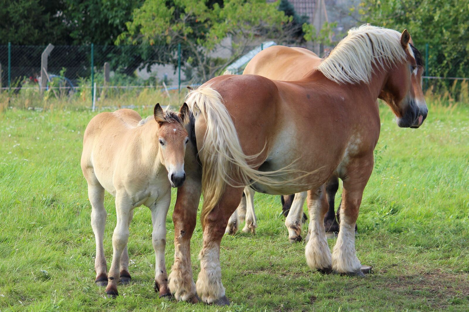 Canon EOS 600D (Rebel EOS T3i / EOS Kiss X5) sample photo. Horses, cold blooded animals photography