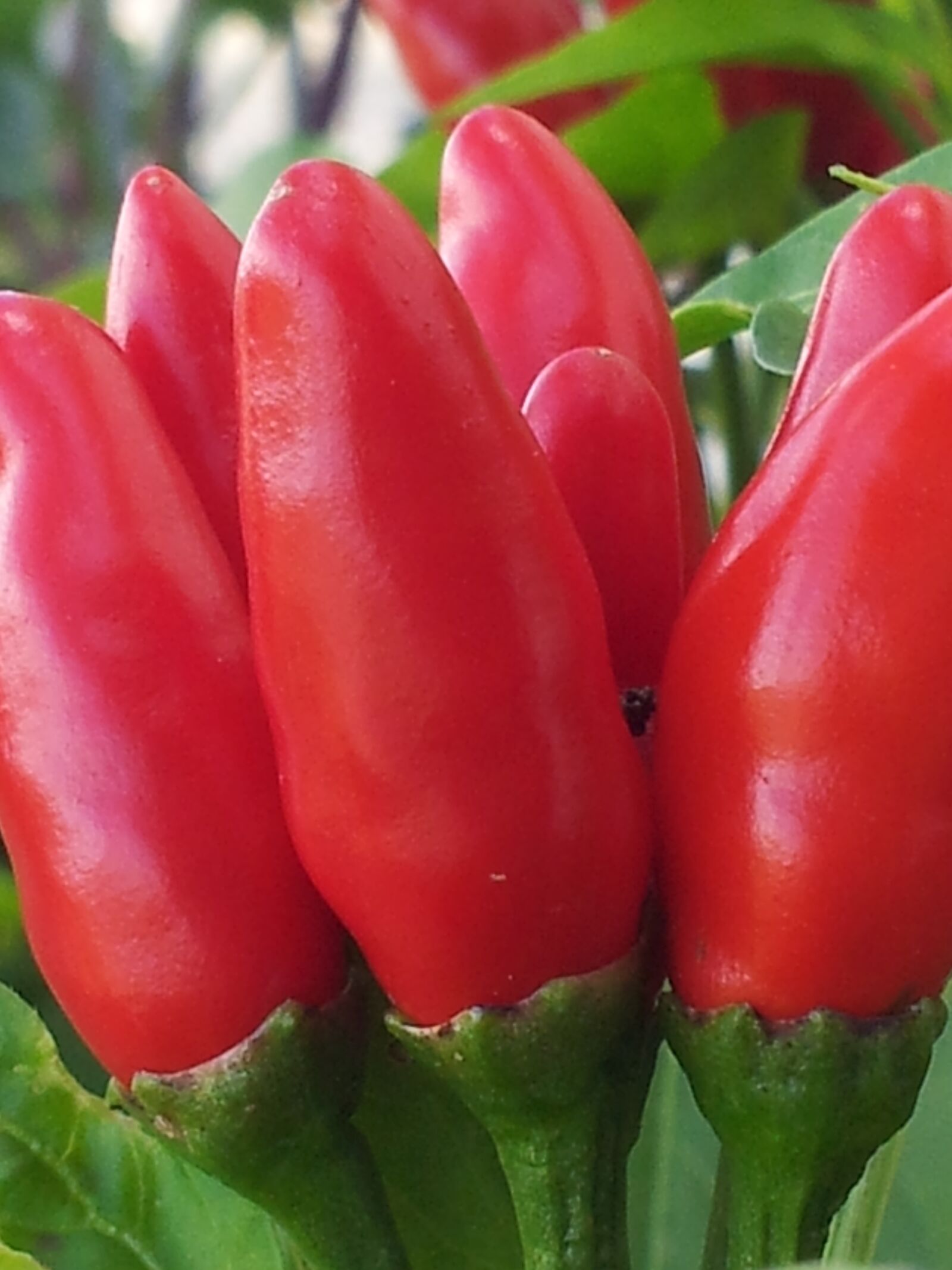 Samsung Galaxy S2 sample photo. Chili pepper, plant, red photography