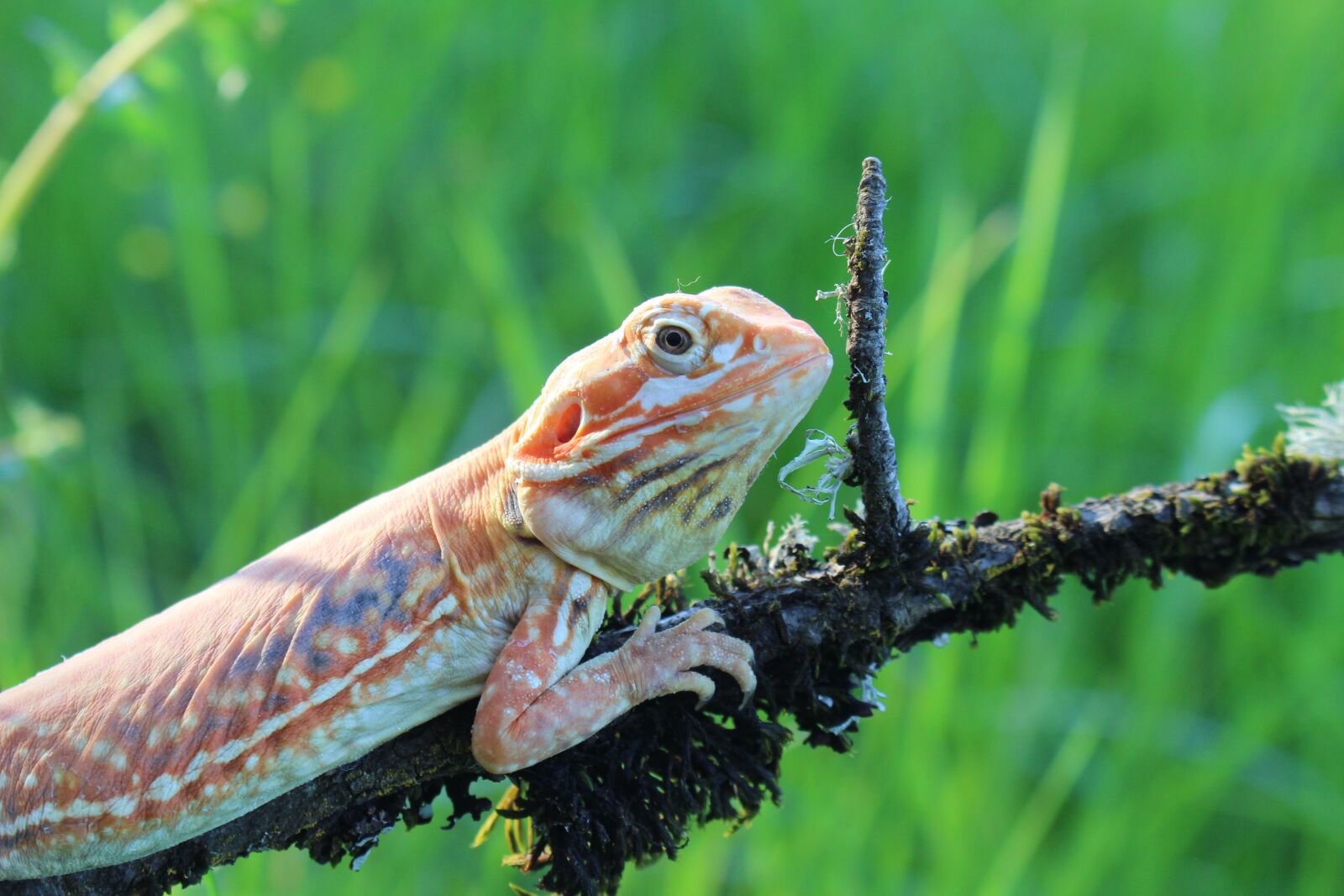 Canon EOS 700D (EOS Rebel T5i / EOS Kiss X7i) sample photo. Lizard, nature, silk photography