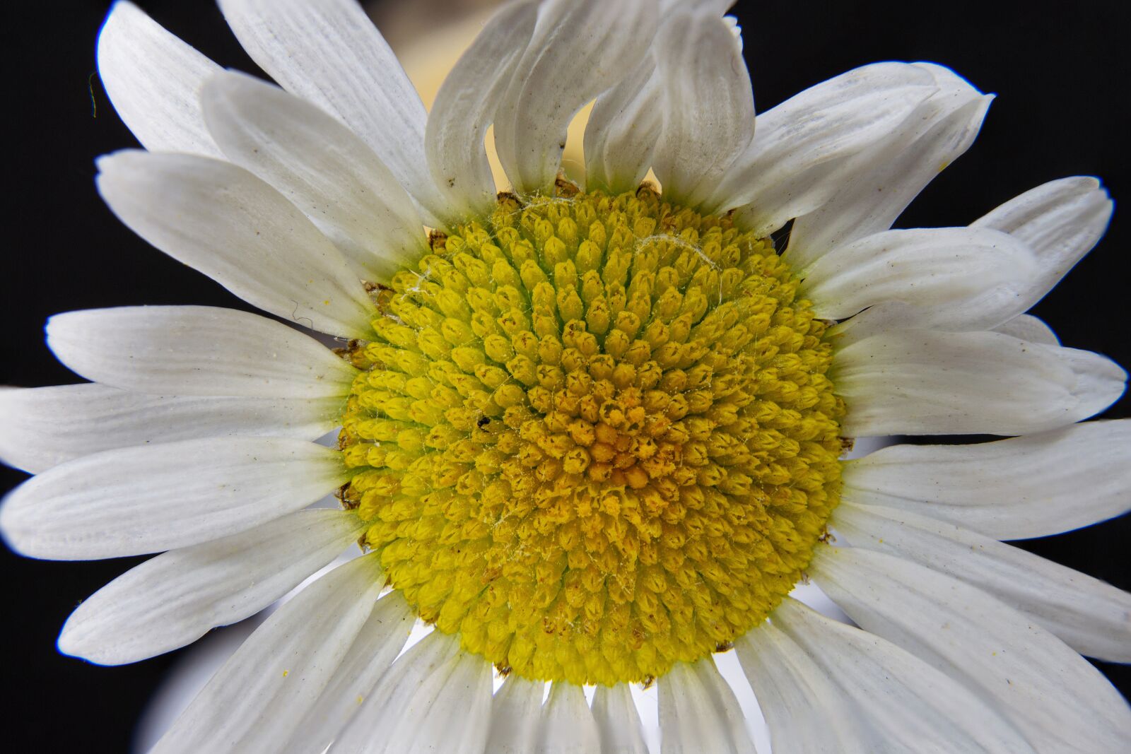 Nikon D5300 sample photo. Basket flower greenhouse, marguerite photography