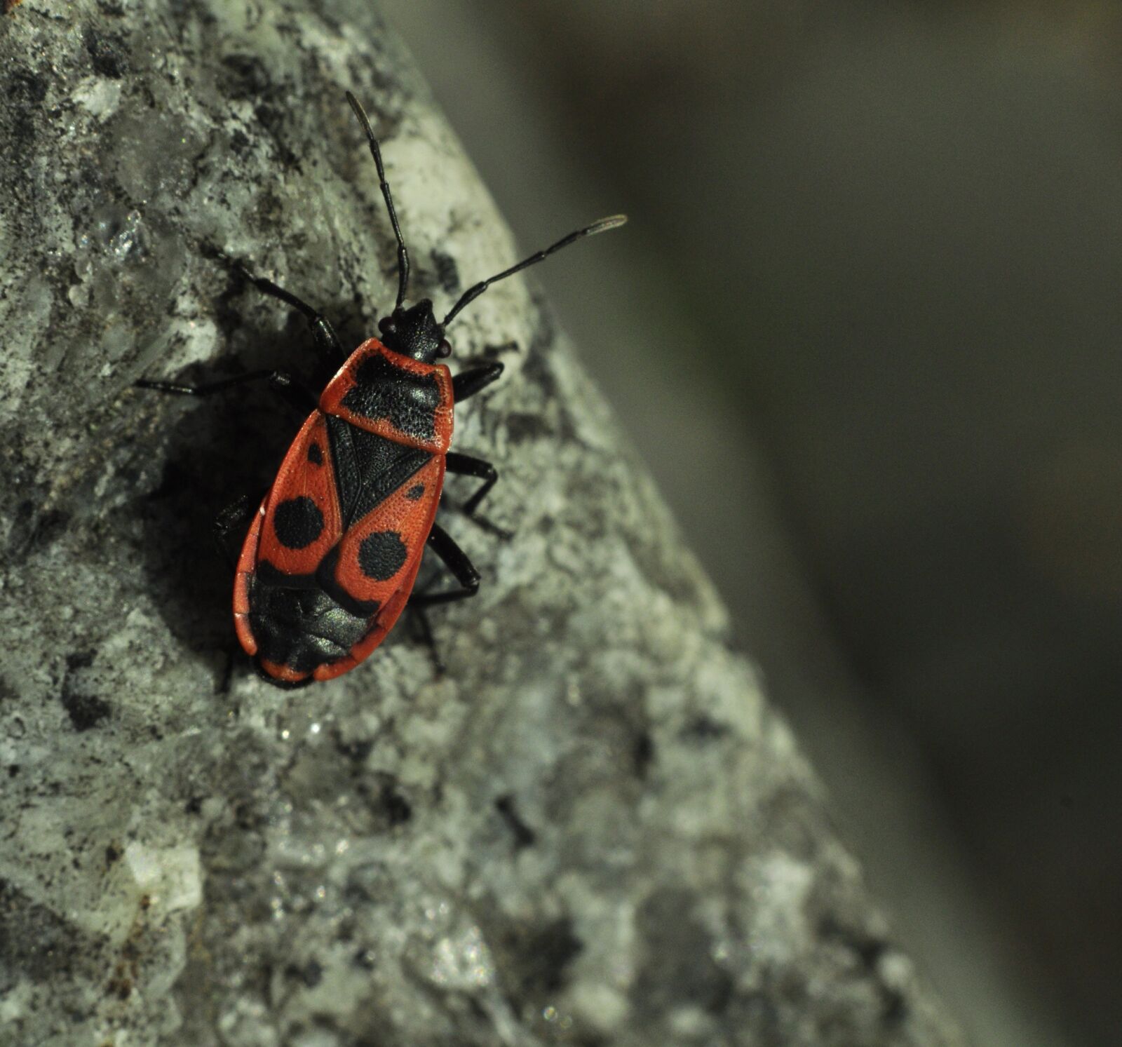 Nikon D90 sample photo. Smith wingless, the beetle photography