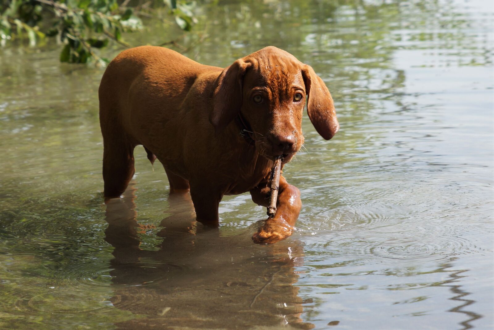 24-70mm F2.8 sample photo. Dog, puppy, water photography