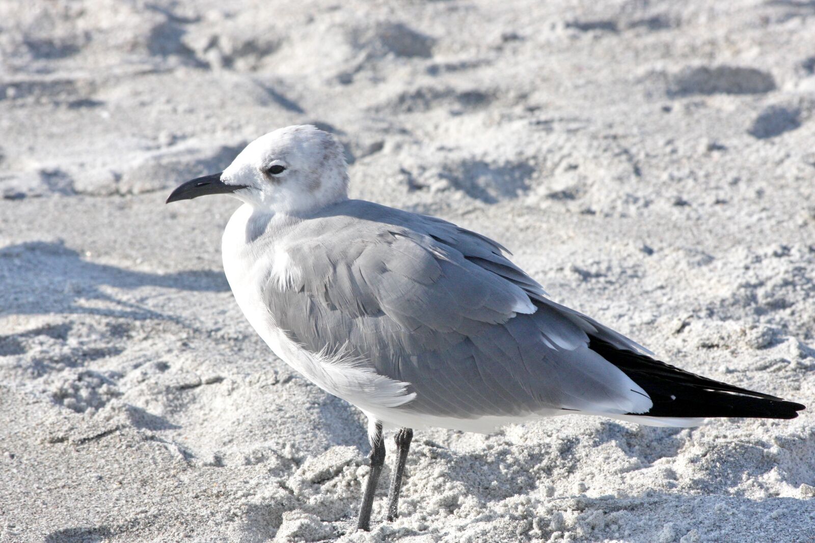 Canon EOS 40D sample photo. Bird, animal, beach photography