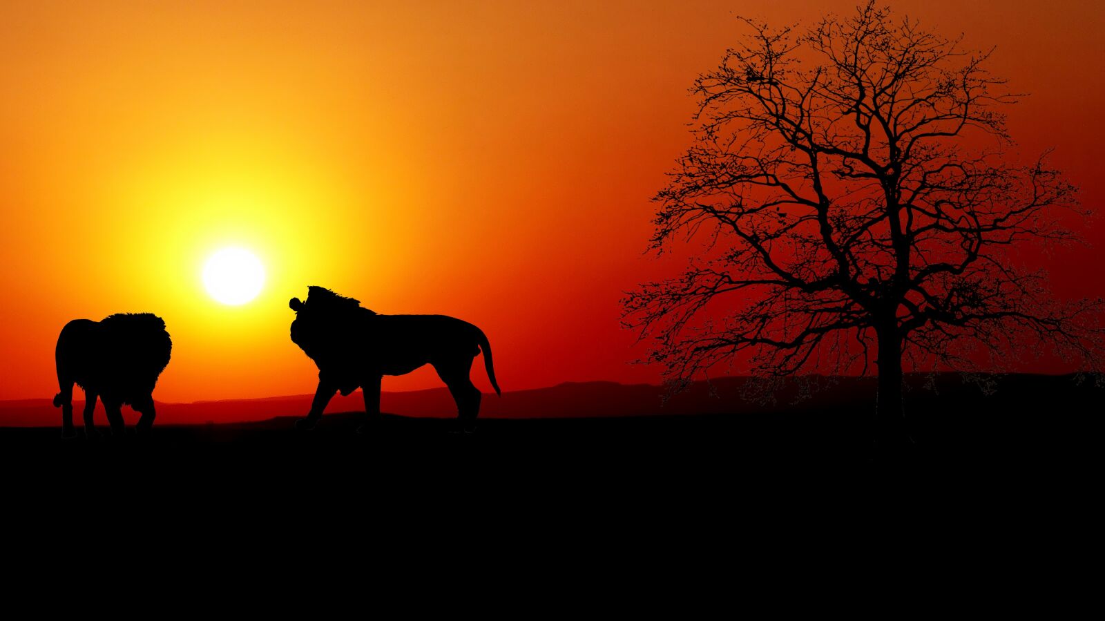 Panasonic Lumix DMC-FZ200 sample photo. Sunset, lion, nature photography