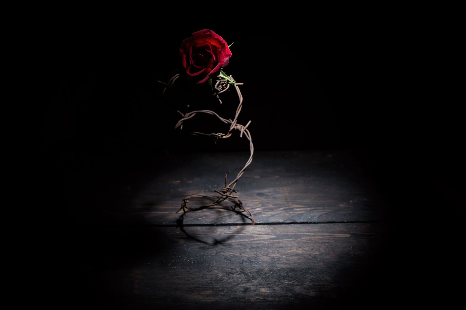 Canon EOS 6D sample photo. Rose, dark, barbed wire photography