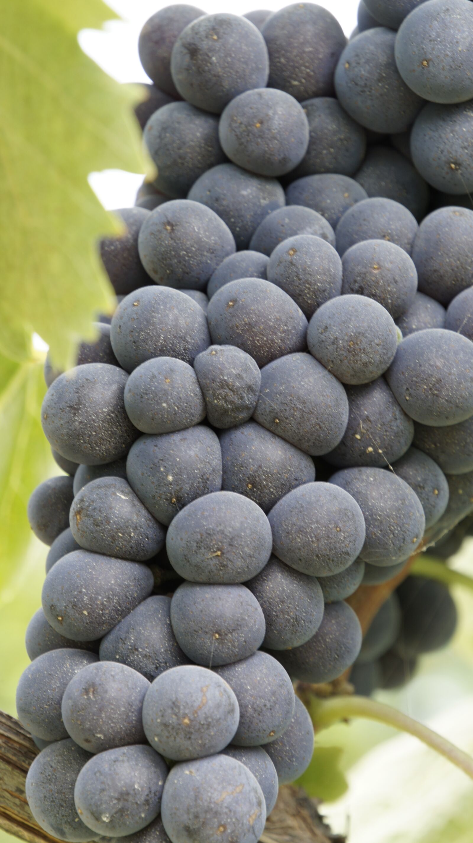 Sony Alpha NEX-5 sample photo. Grapes, vines, vineyard photography