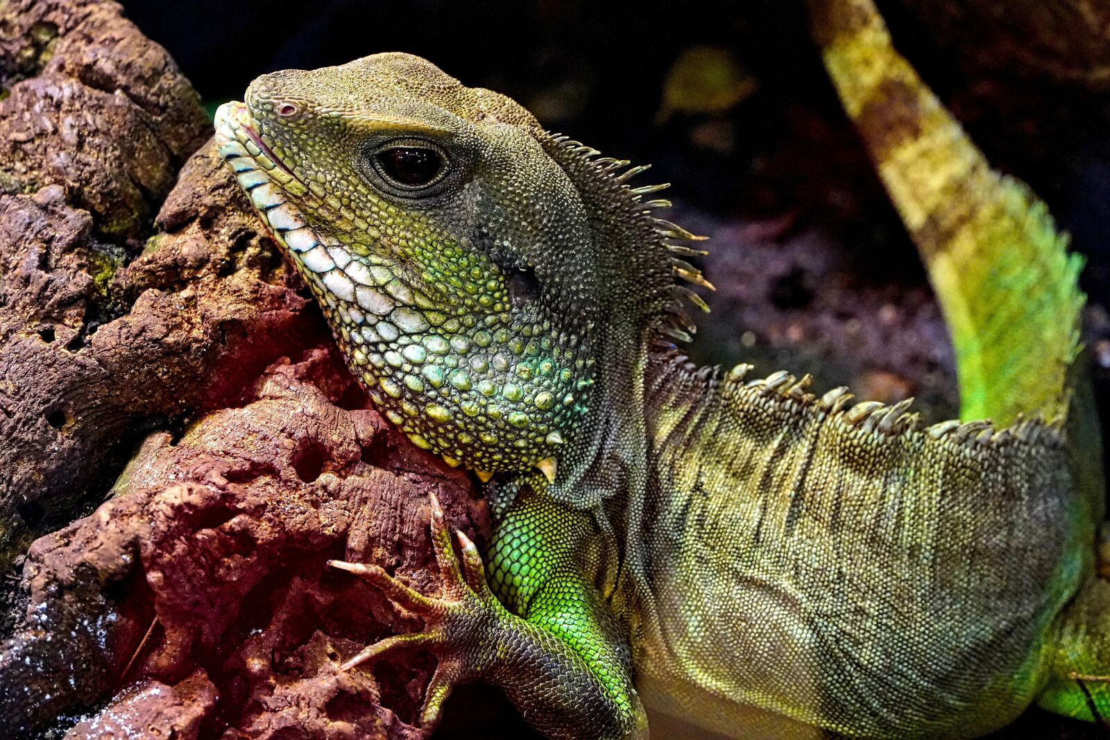 Sony a6400 sample photo. Lizard, green, head photography