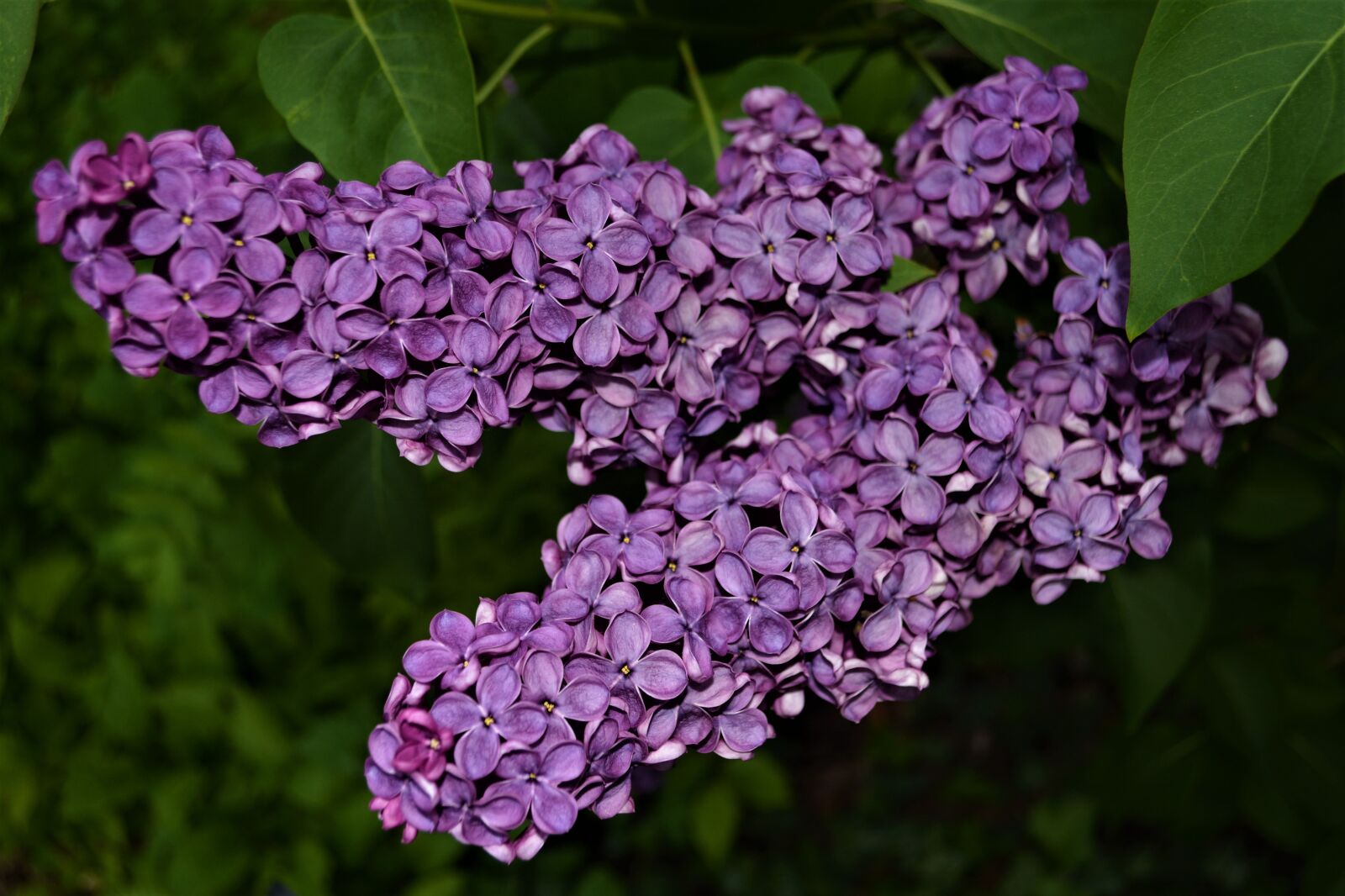 Nikon D5200 sample photo. Flower, purple, purple flower photography