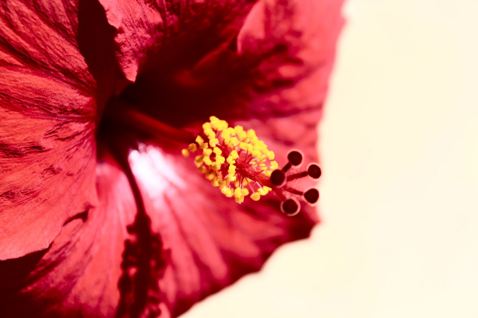 Canon EOS 600D (Rebel EOS T3i / EOS Kiss X5) sample photo. Flower, plant, nature photography