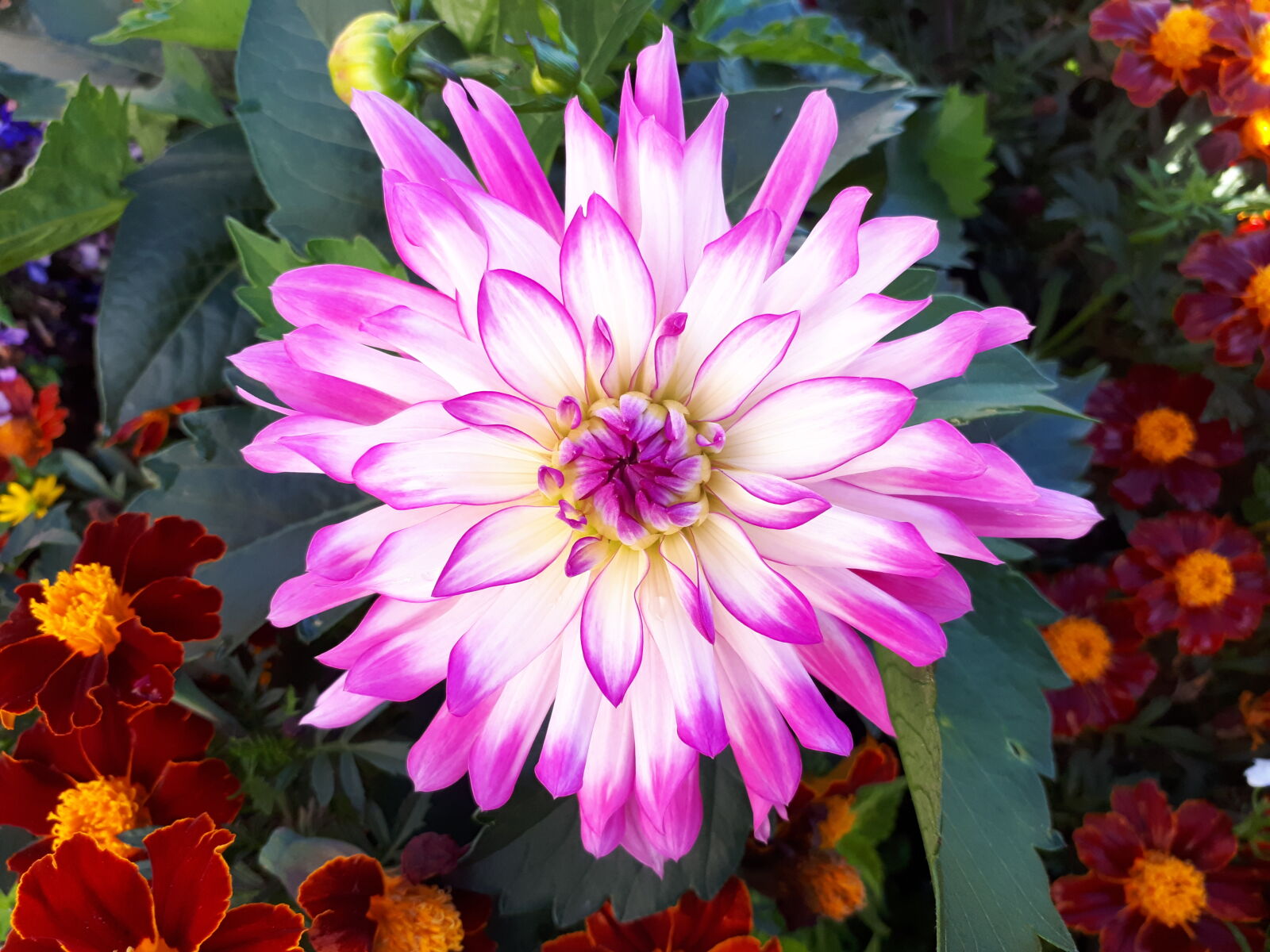 Samsung Galaxy A5(2017) sample photo. Beautiful, bloom, blooming, blossom photography