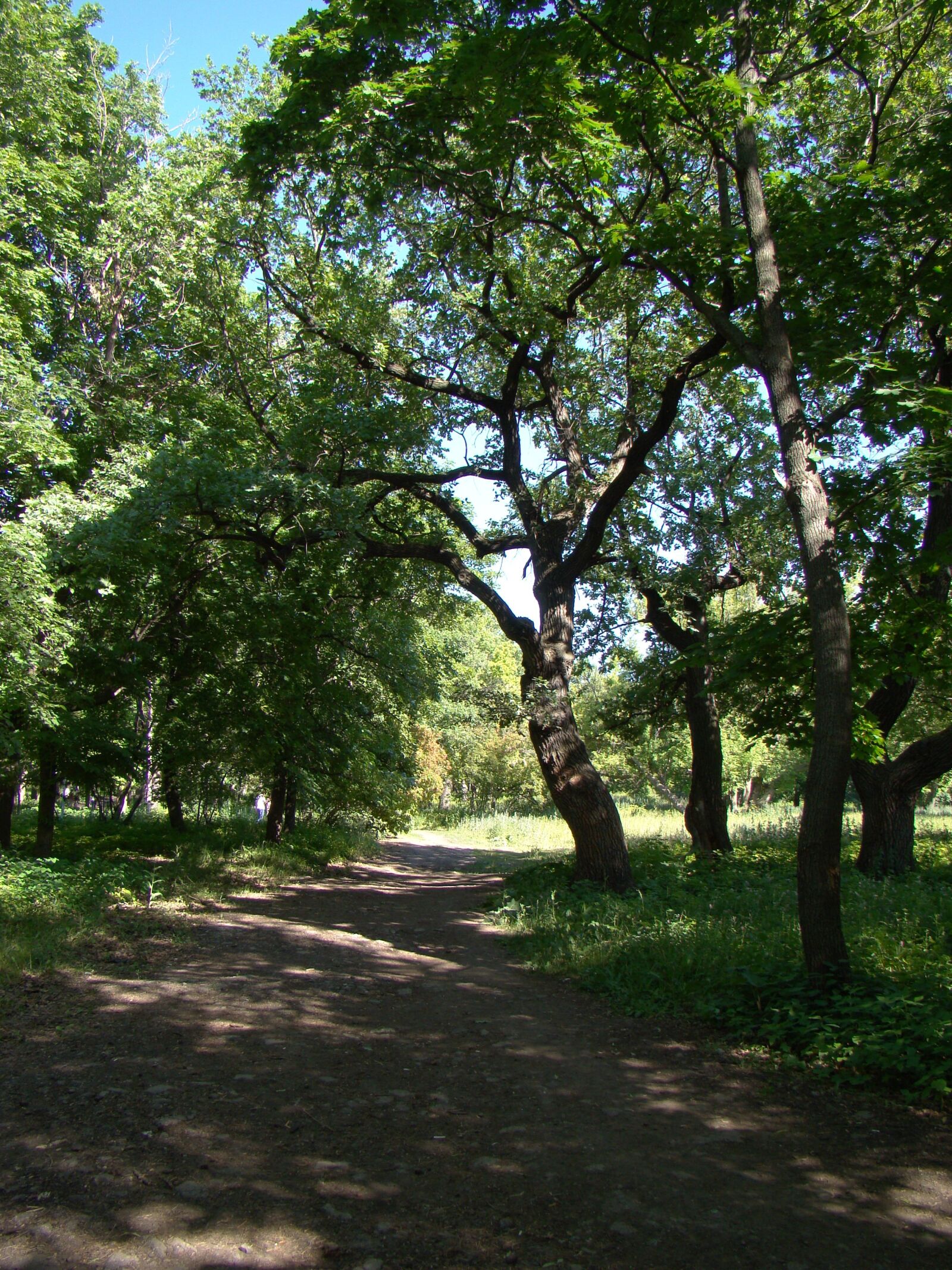 Sony Cyber-shot DSC-H50 sample photo. Park, trees, tracks photography